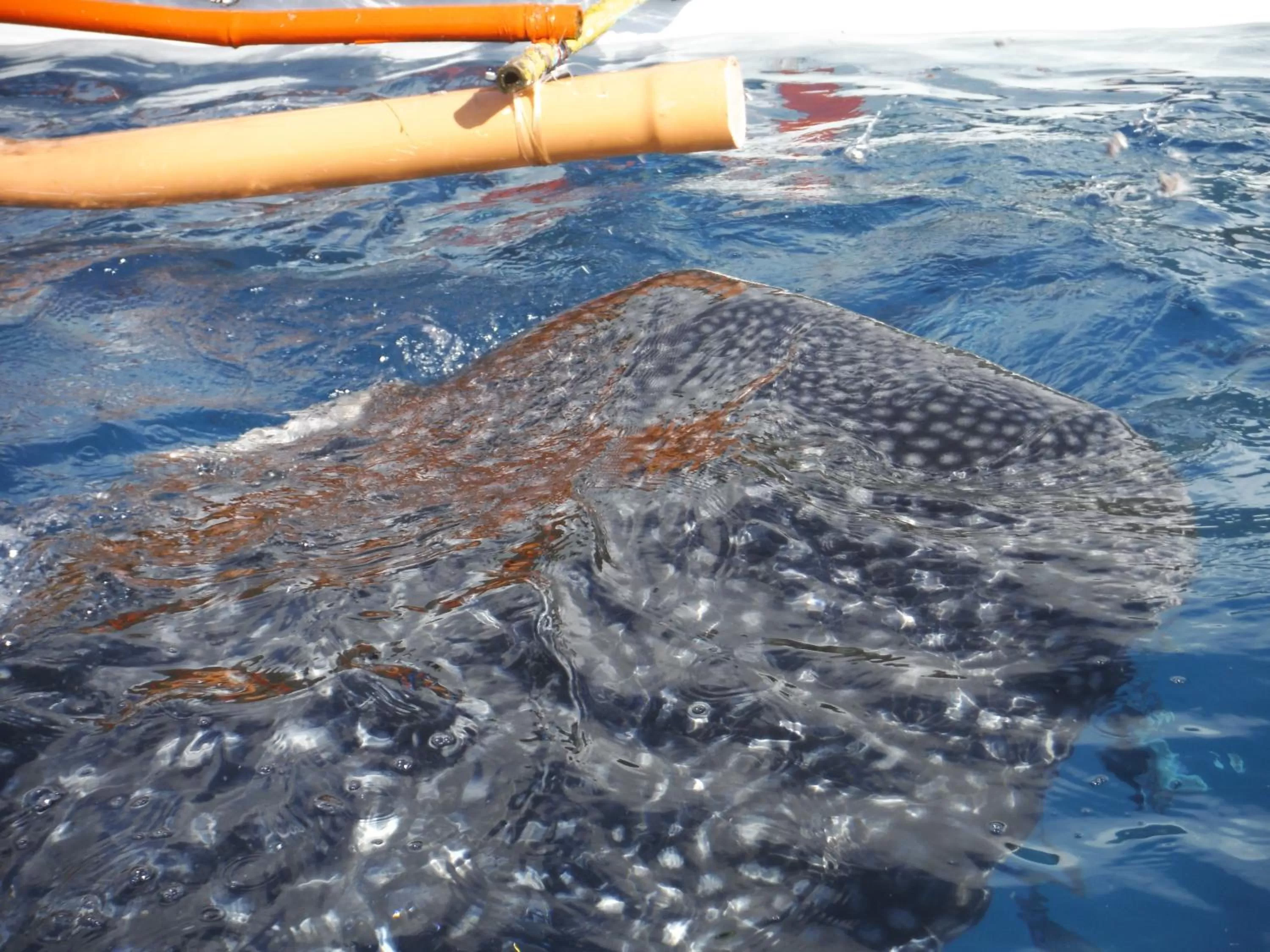 Animals in Down South 118 Beach Resort