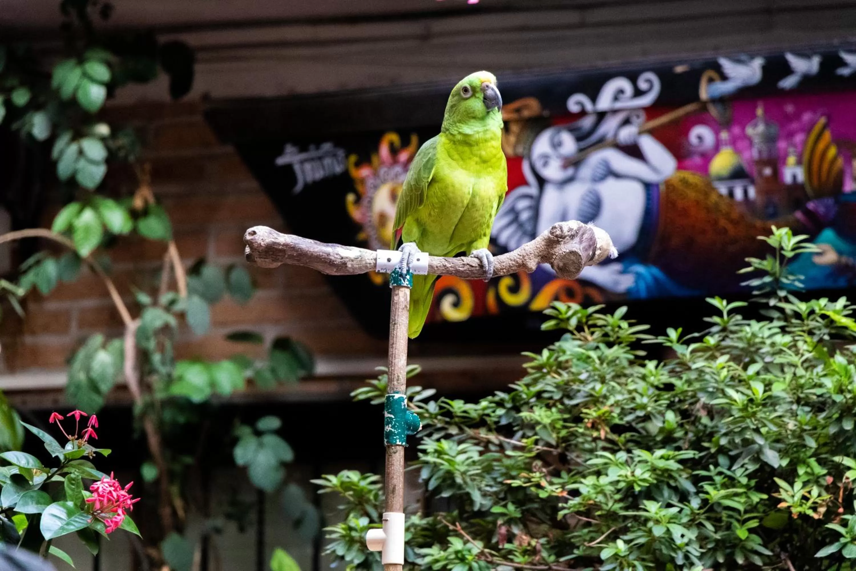 Animals in Hotel Posada De Roger - Near Los Muertos Beach