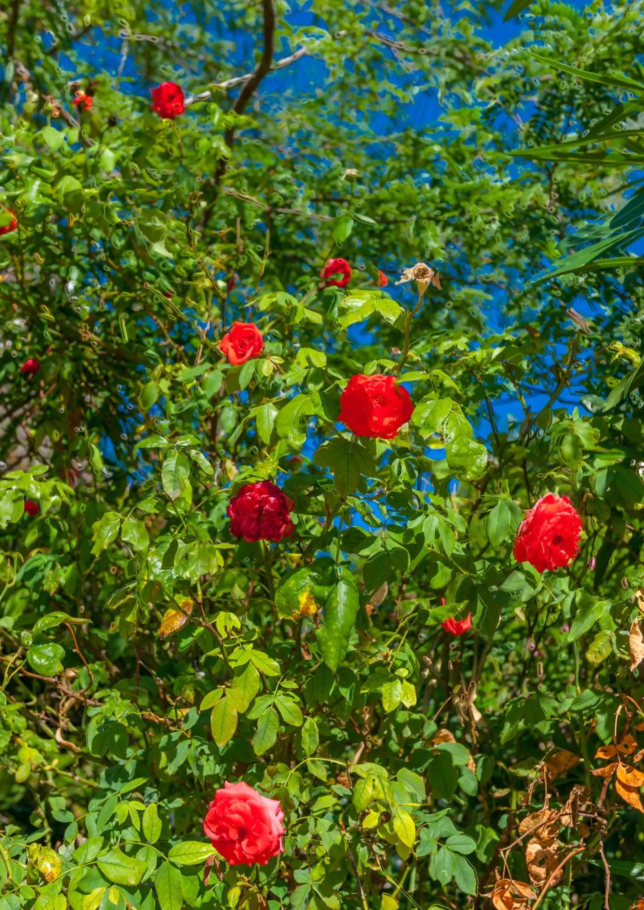 Garden in Park Hotel