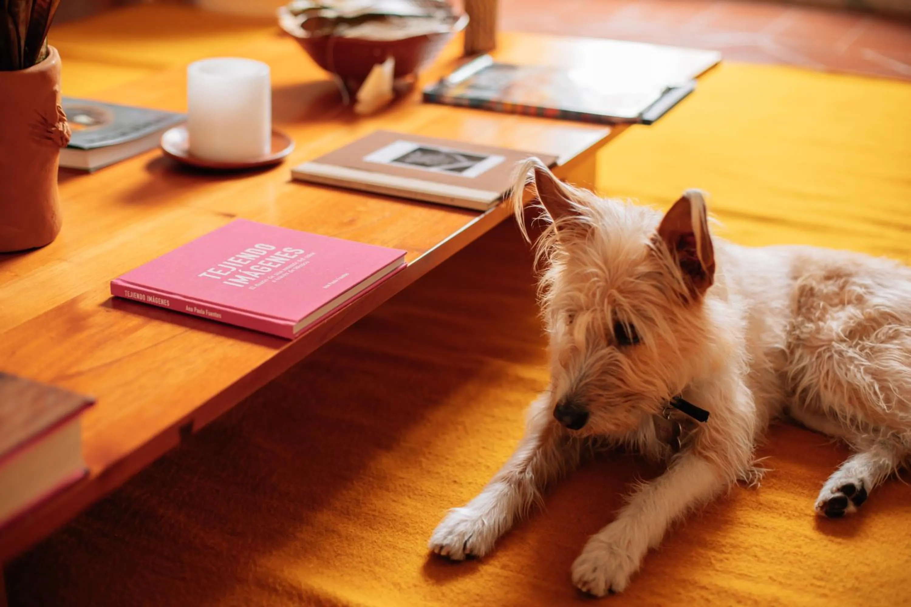 Animals in Grana B&B