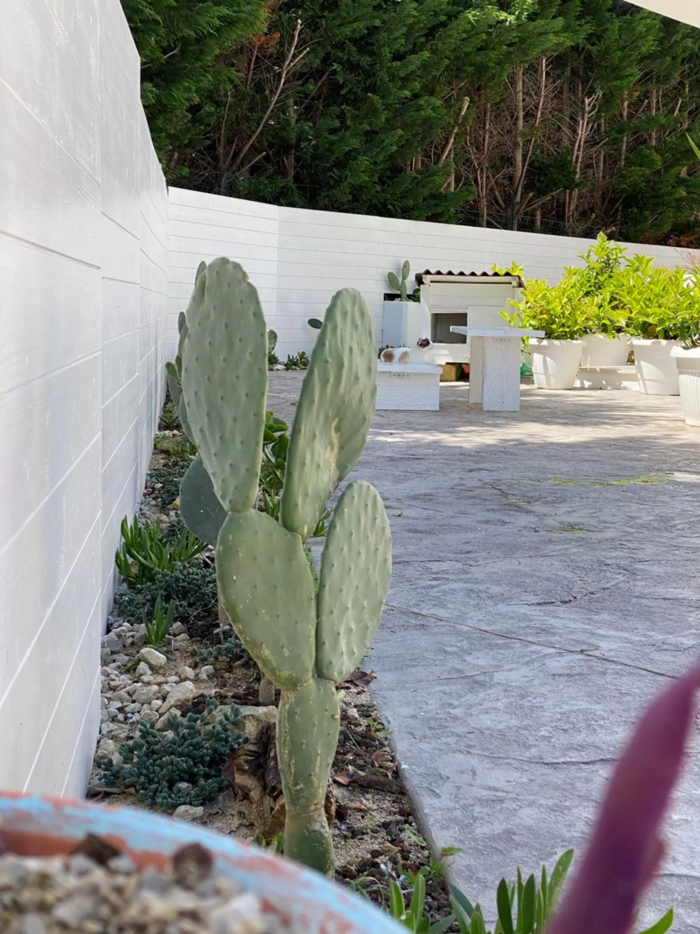 Garden in La casa di Nina
