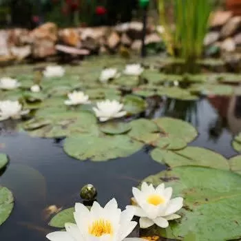 Garden Vendégház Makó
