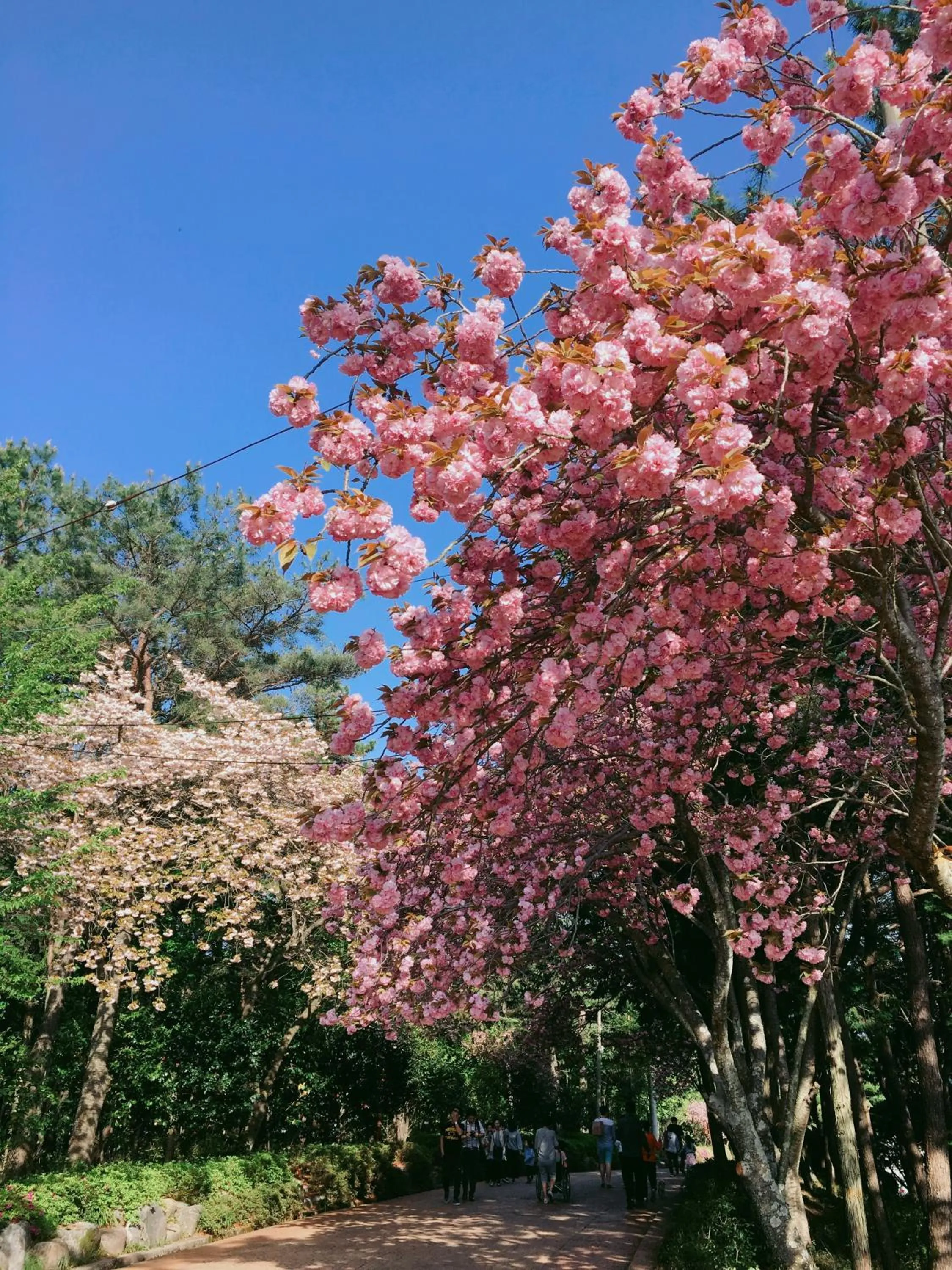 Spring in Asia Lakeside Hotel