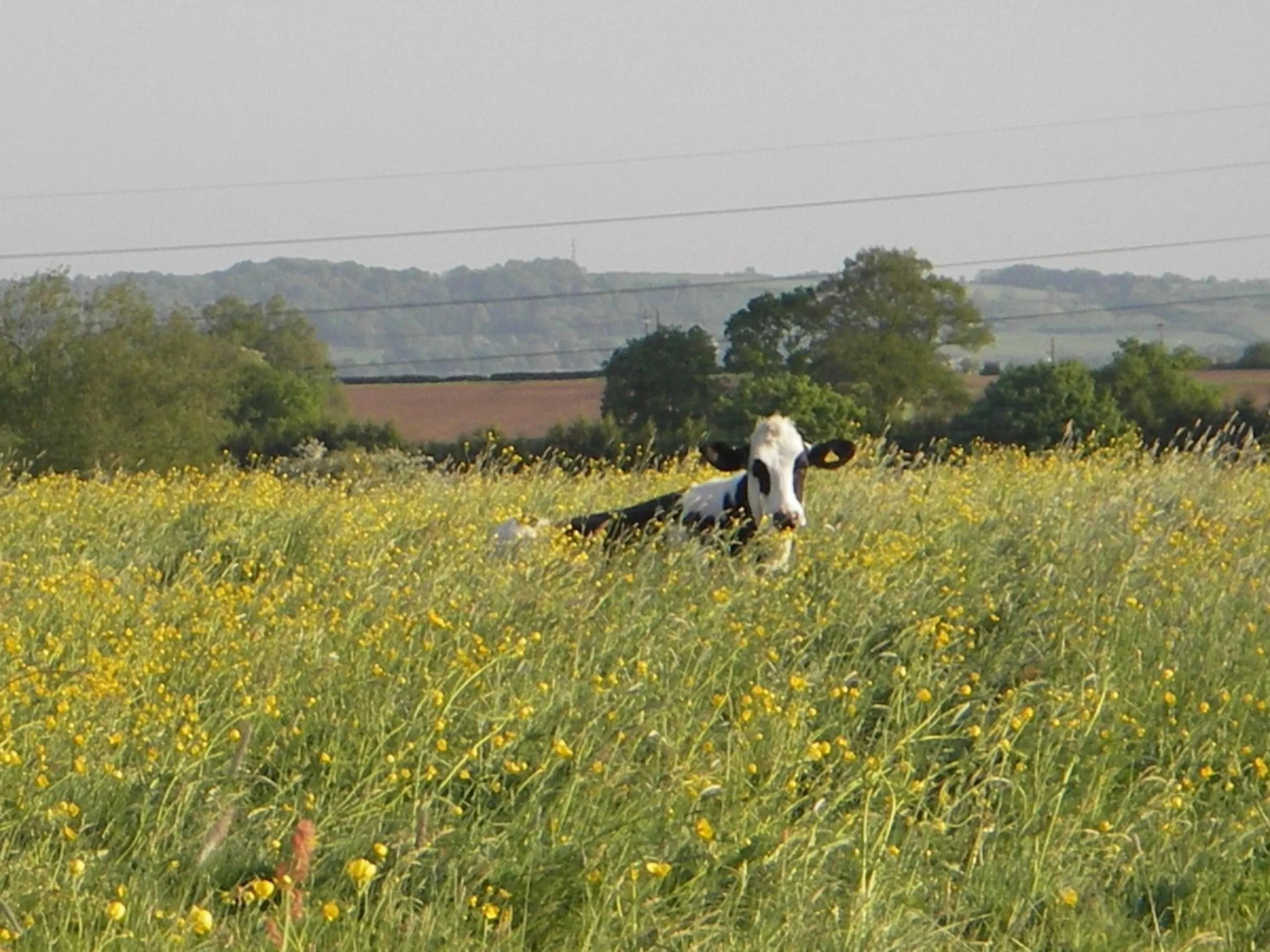 View (from property/room) in Schoolhouse Restaurant and Hotel