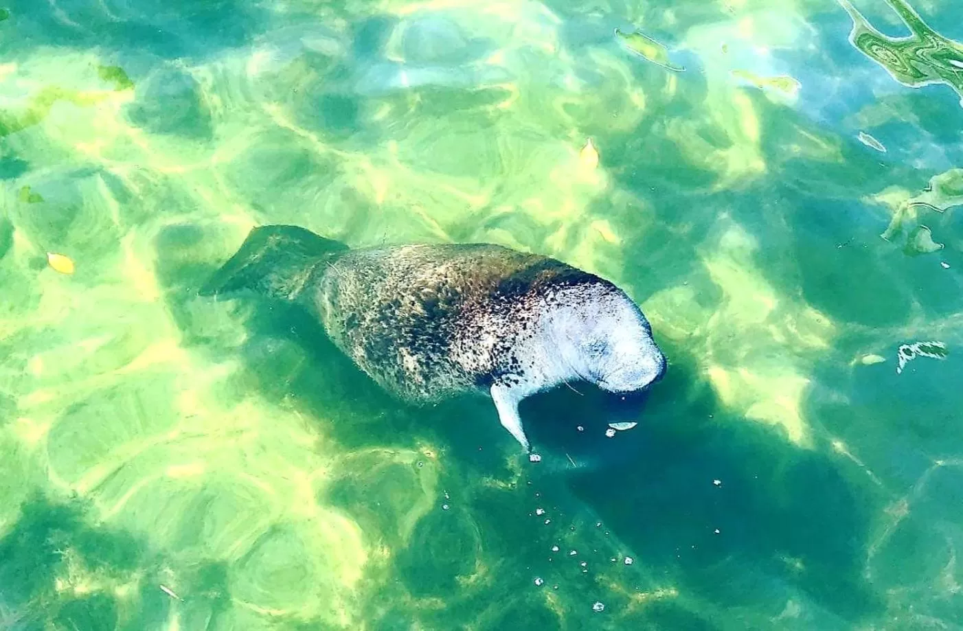 Animals in Bayside Inn Key Largo
