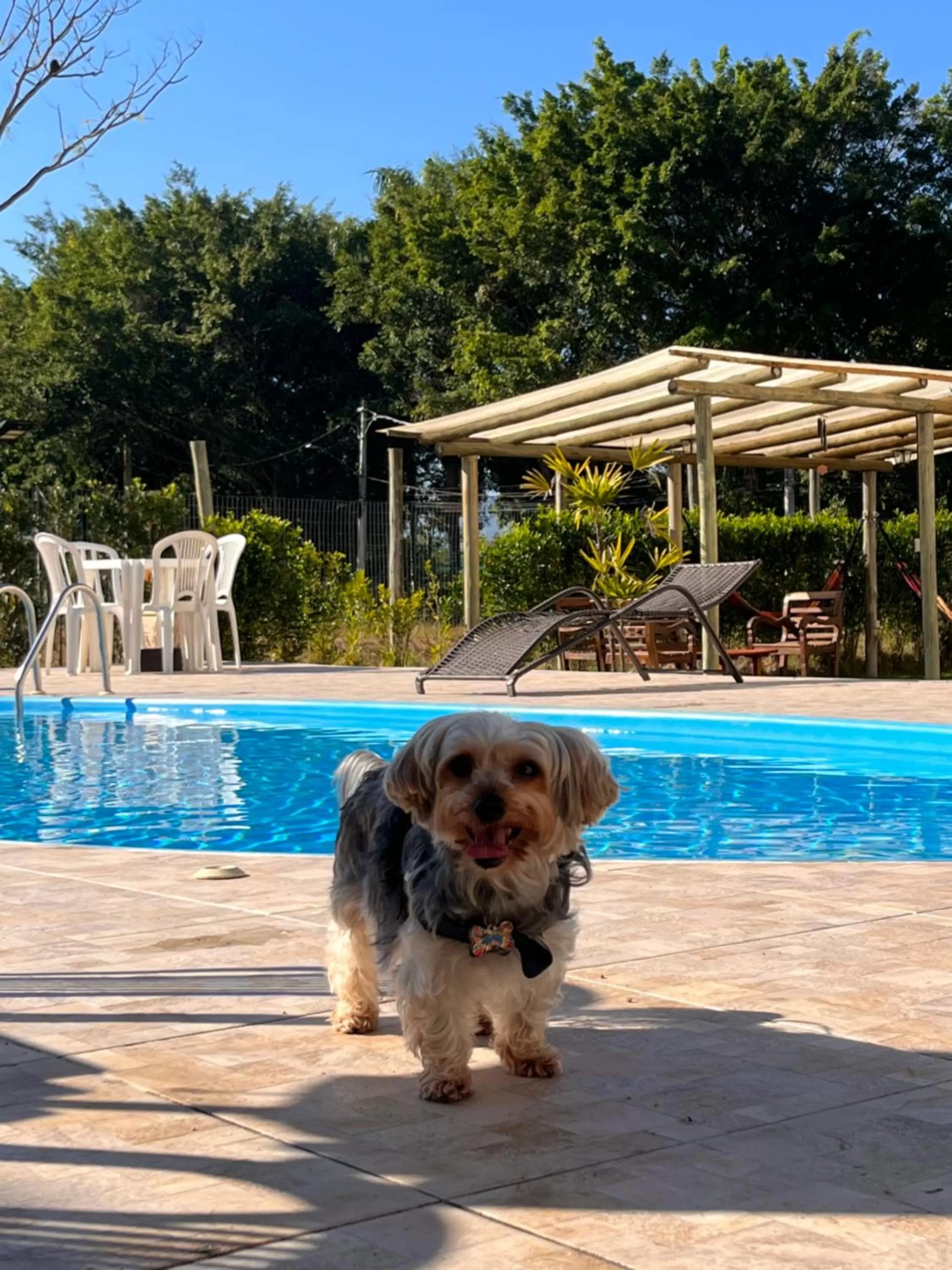 Pets, Swimming Pool in Pousada Portal de Paraty