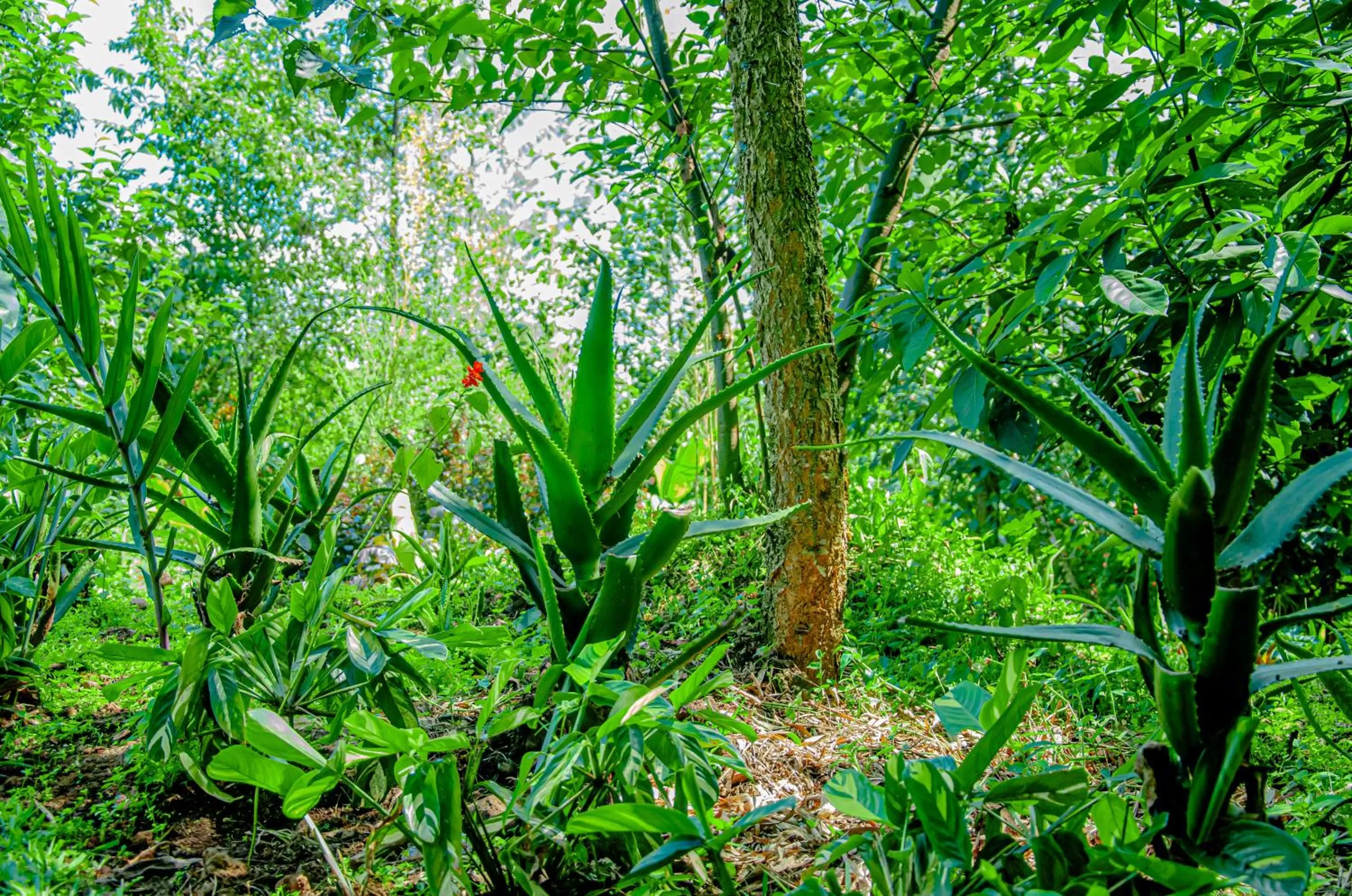 Garden in Fravan Eco Resort By Apogee