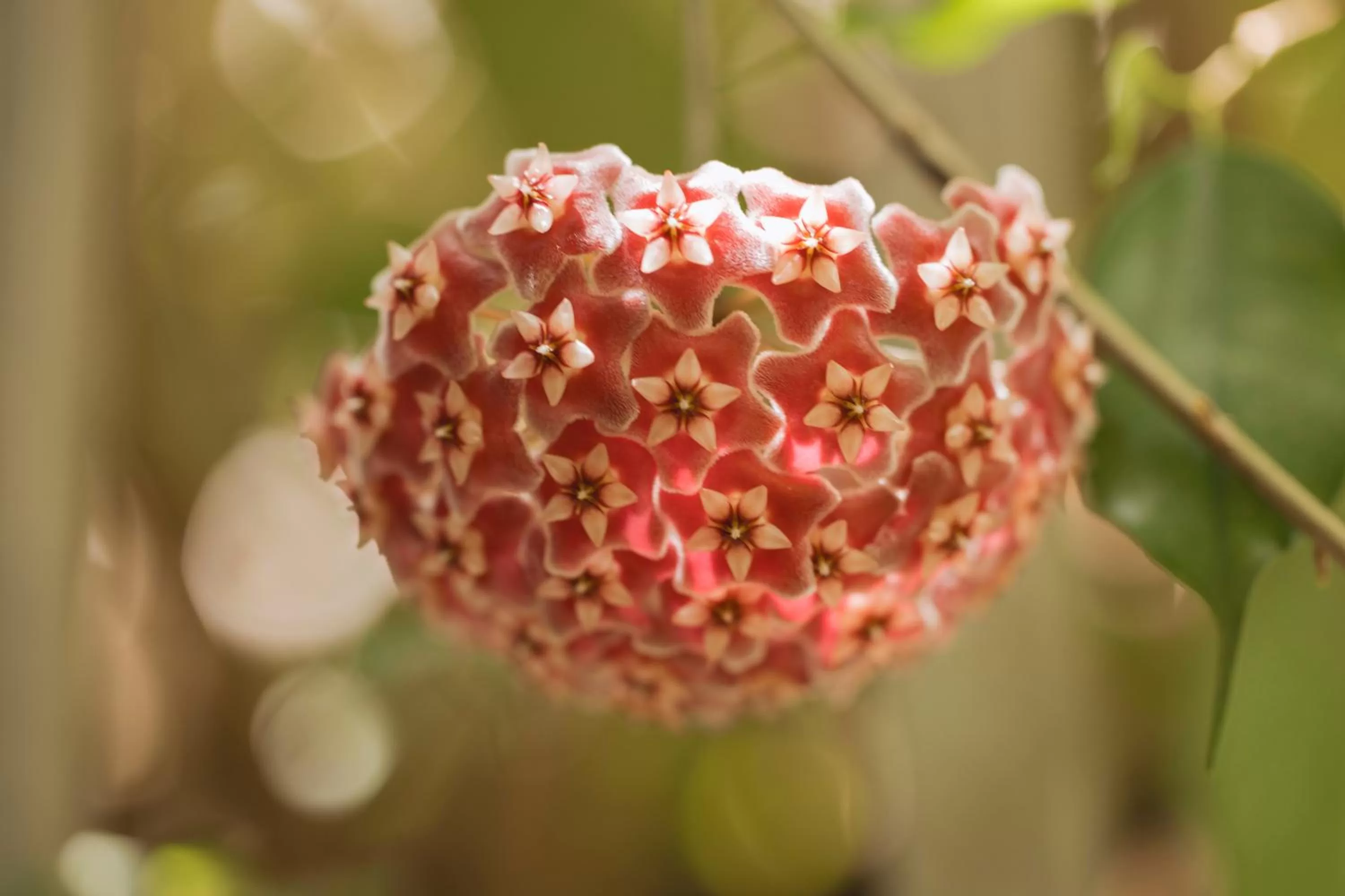 Food in La Botanica Hotel