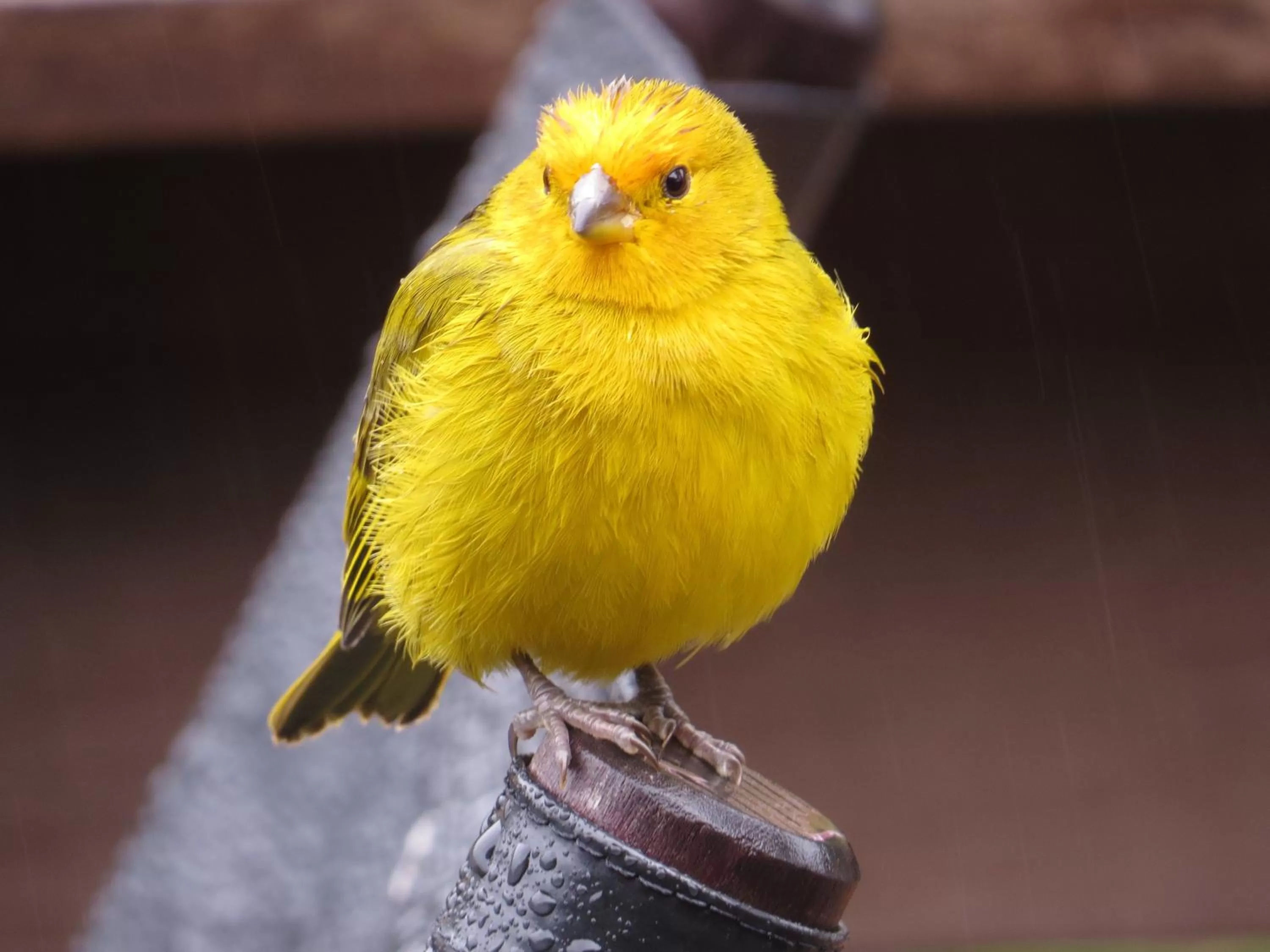 Animals, Other Animals in Bina's Haus Pousada, Cafeteria e Atelier