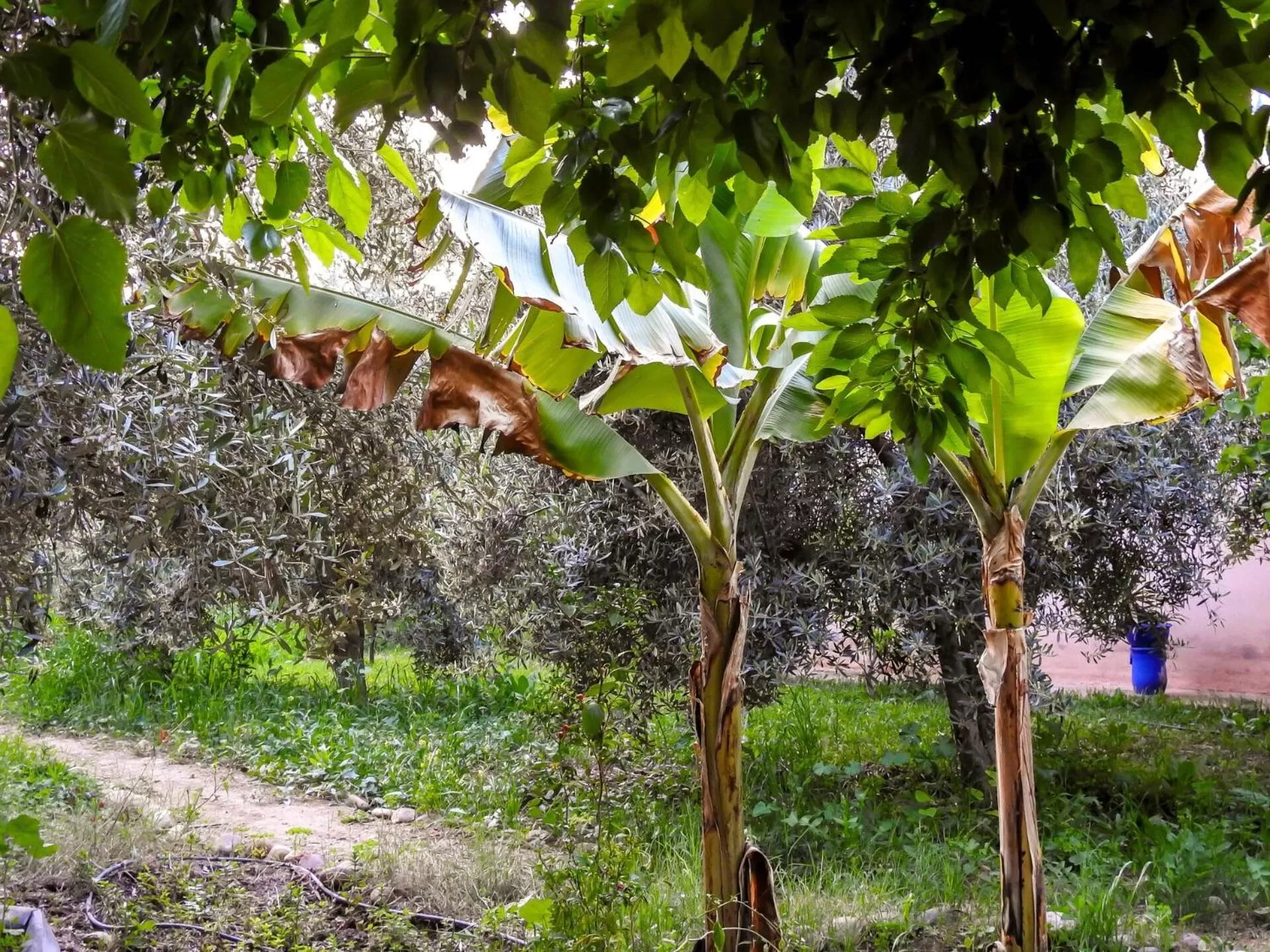 Garden in Le Bleu House