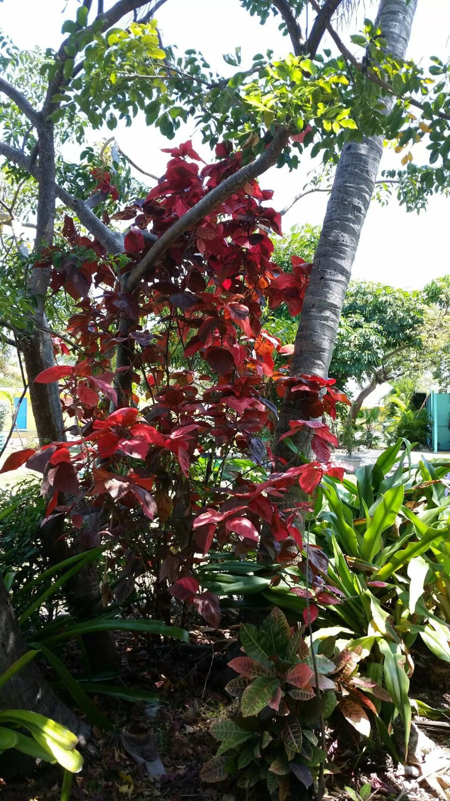 Garden in Coconut Cay Resort