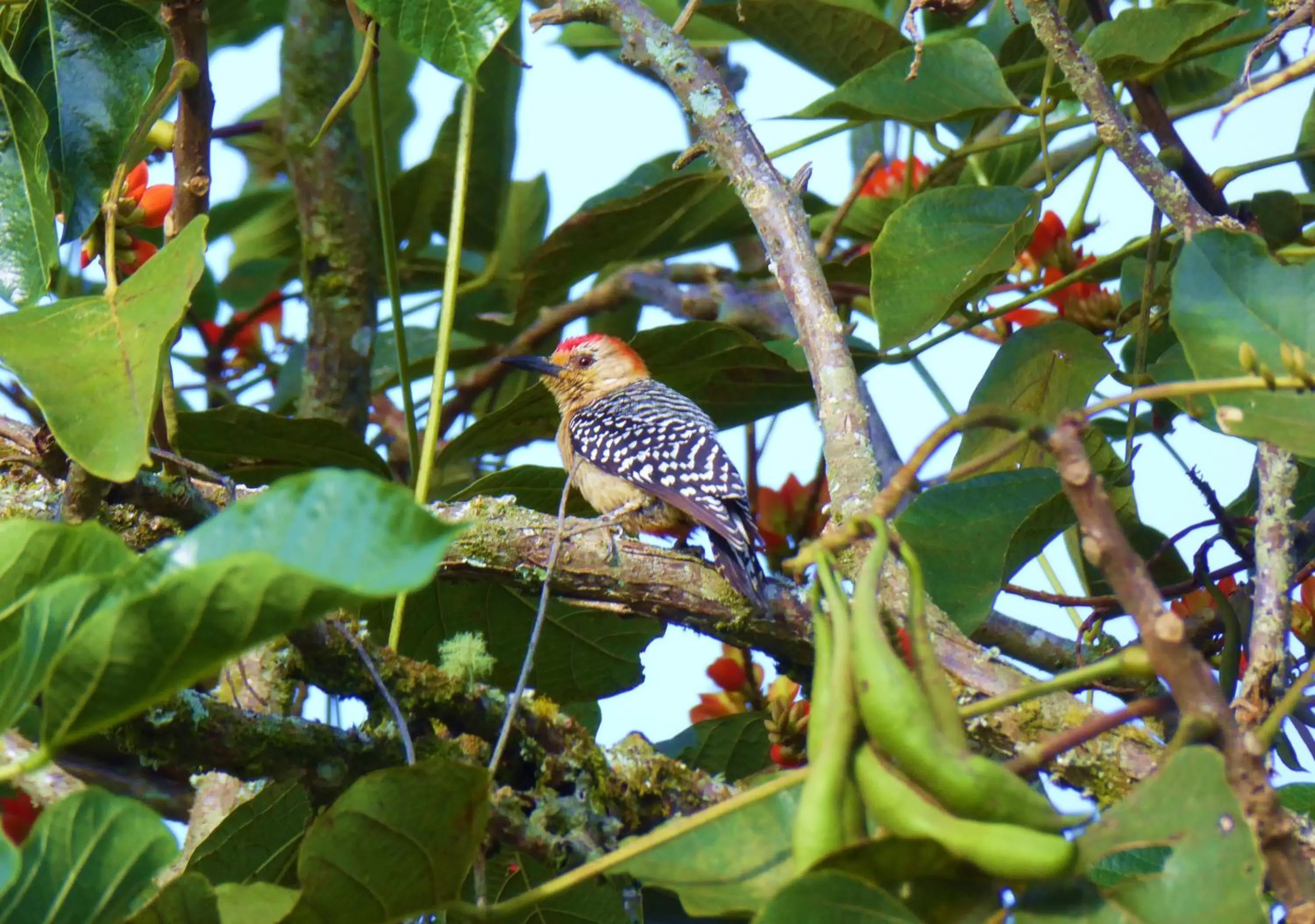 Garden, Other Animals in Finca El Cielo