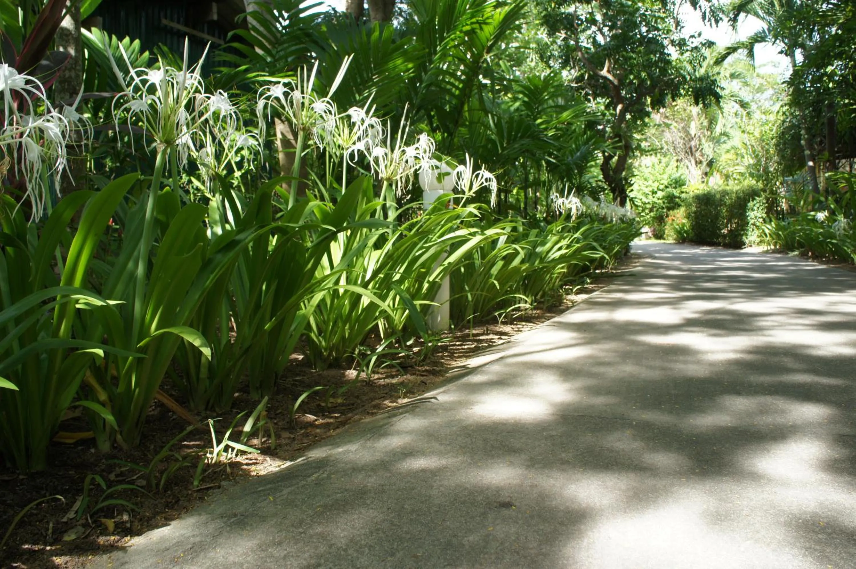 Garden in Palm Village