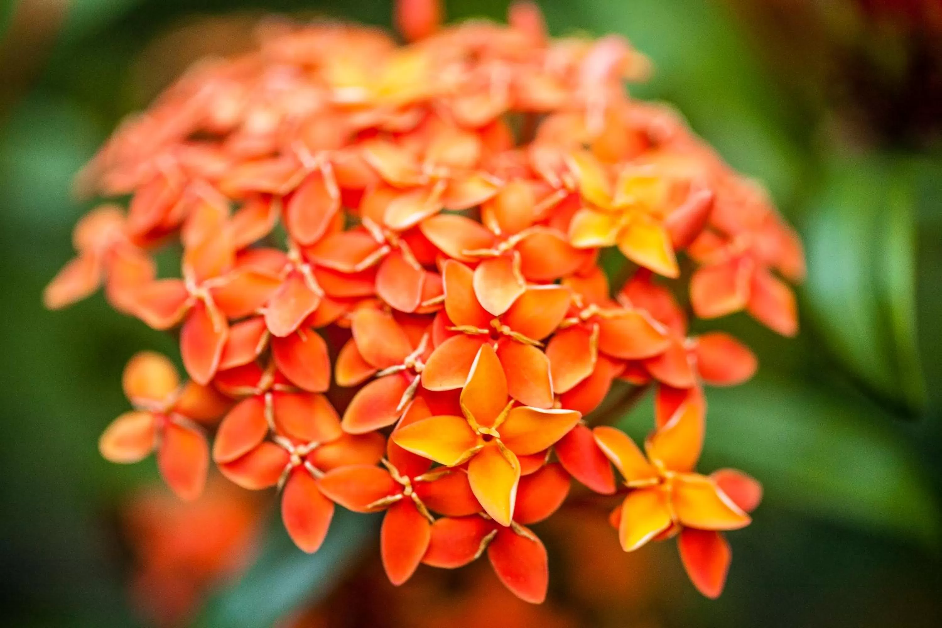 Garden in Chalet Suisse
