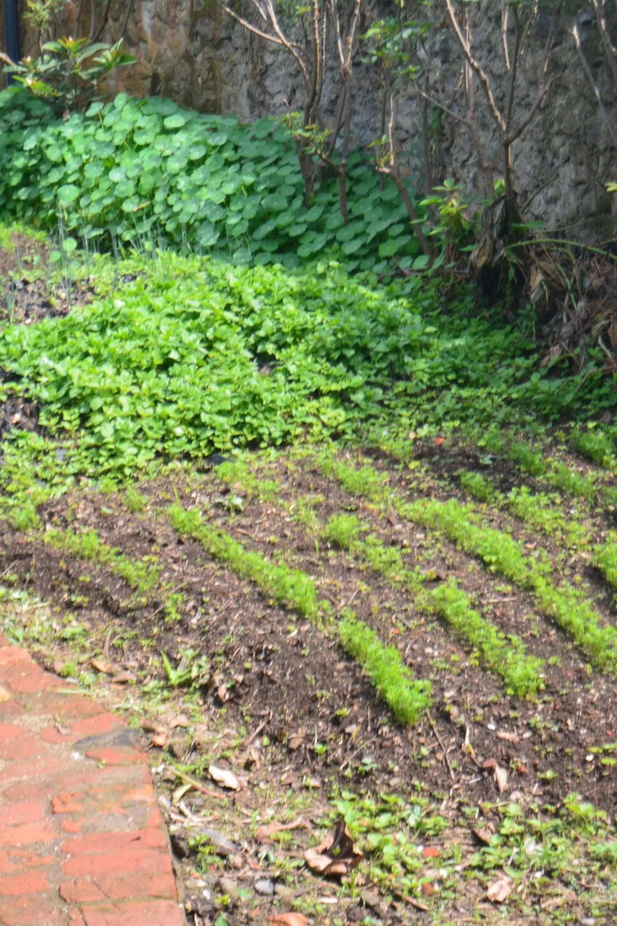 Garden in Isange Paradise Resort