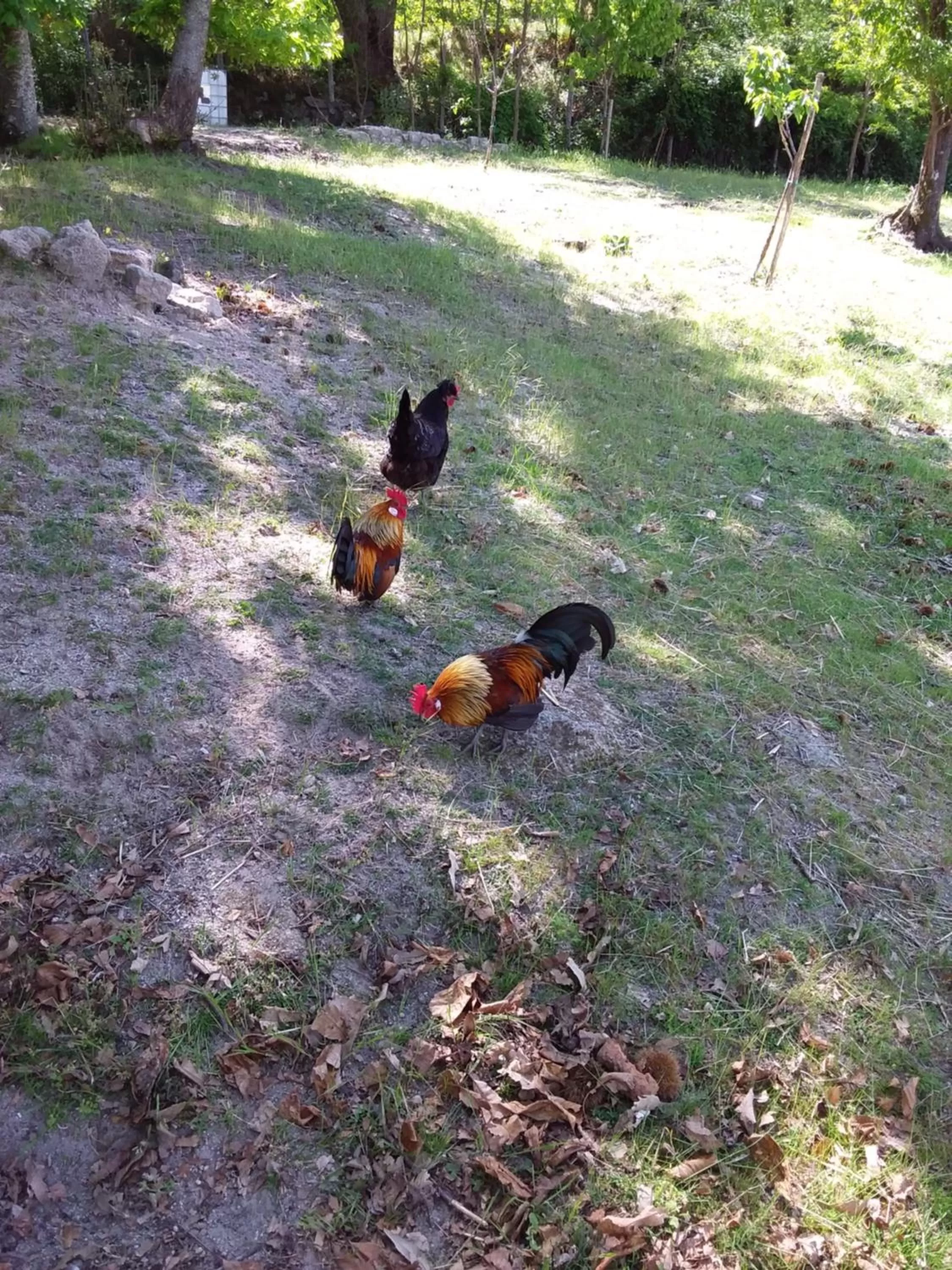 Animals in B&B Podere Legnotorto