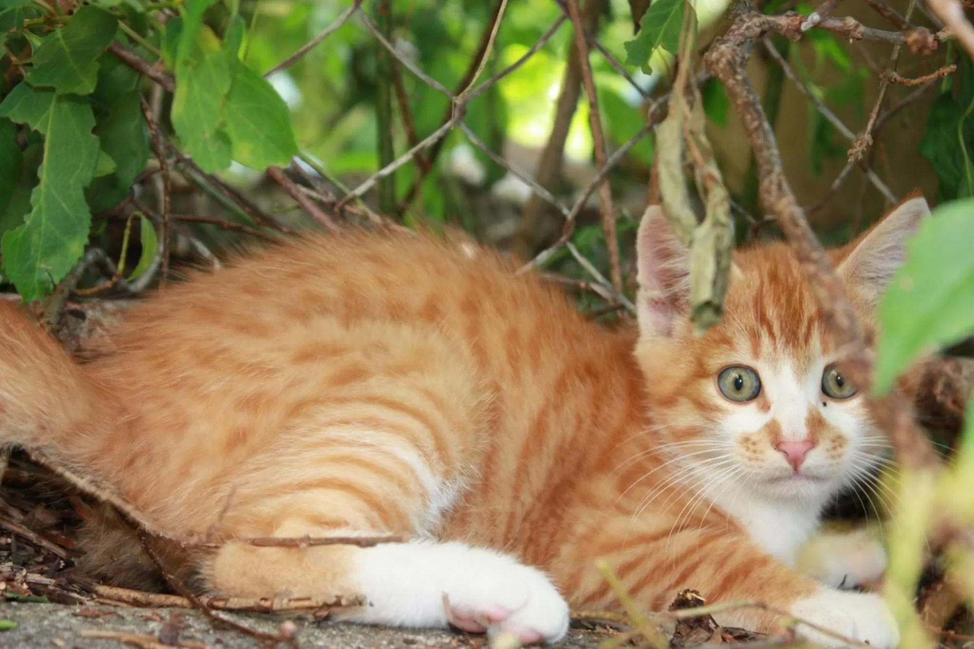 Pets in Gästehaus Aemisegg