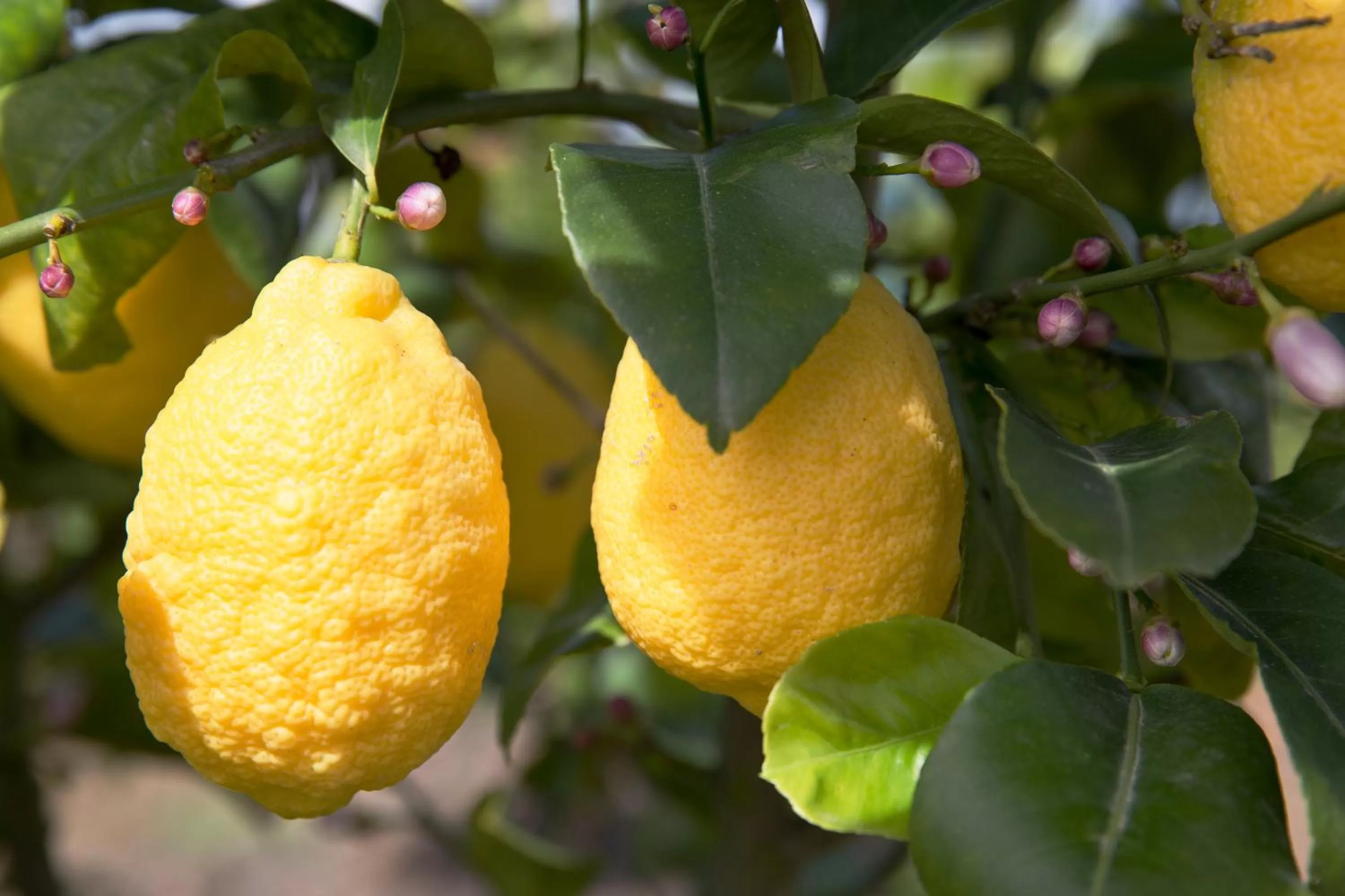 Seasons in Trendy and Luxe B&B and Garden Suite