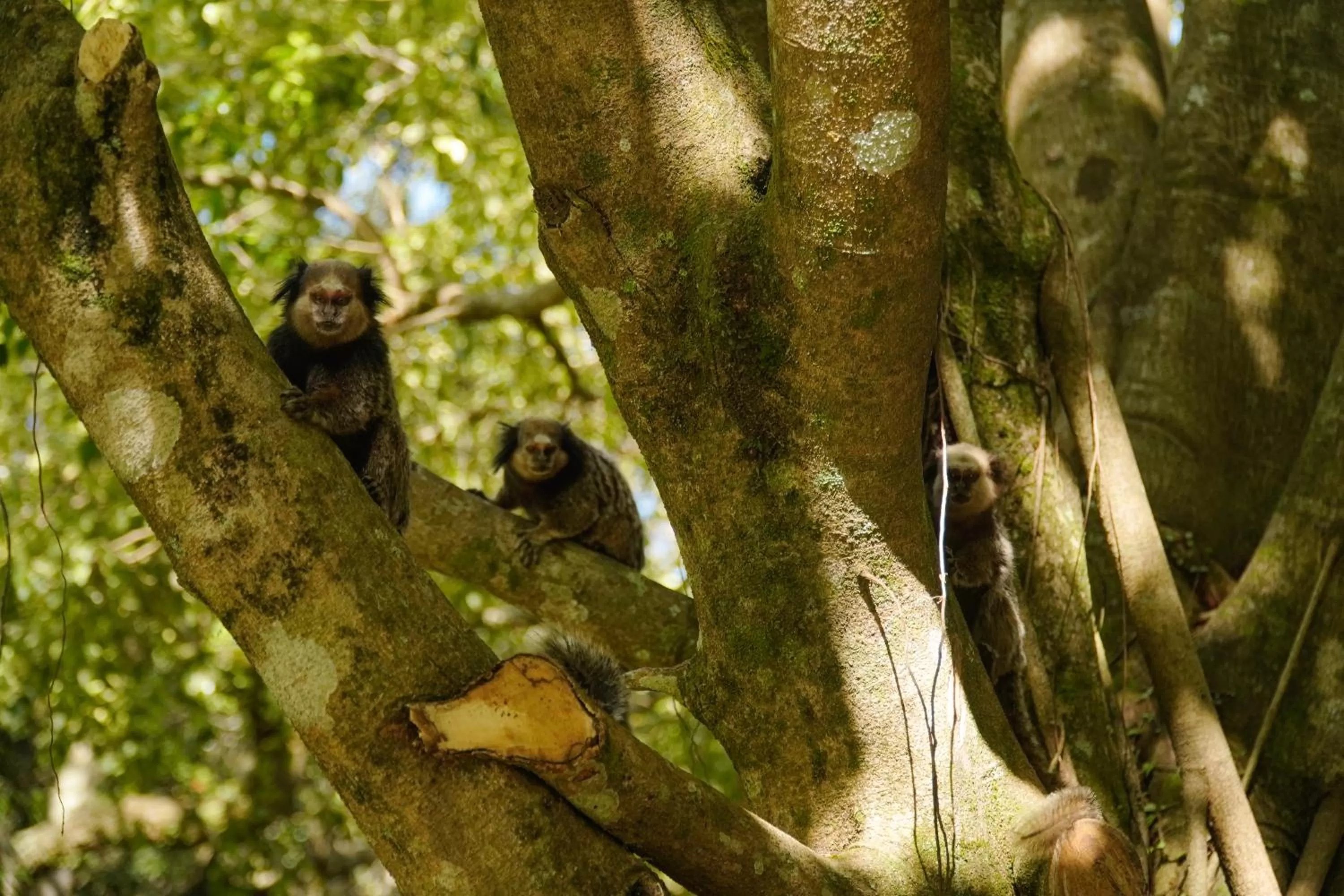 Animals, Other Animals in Pousada Dunasol Floripa