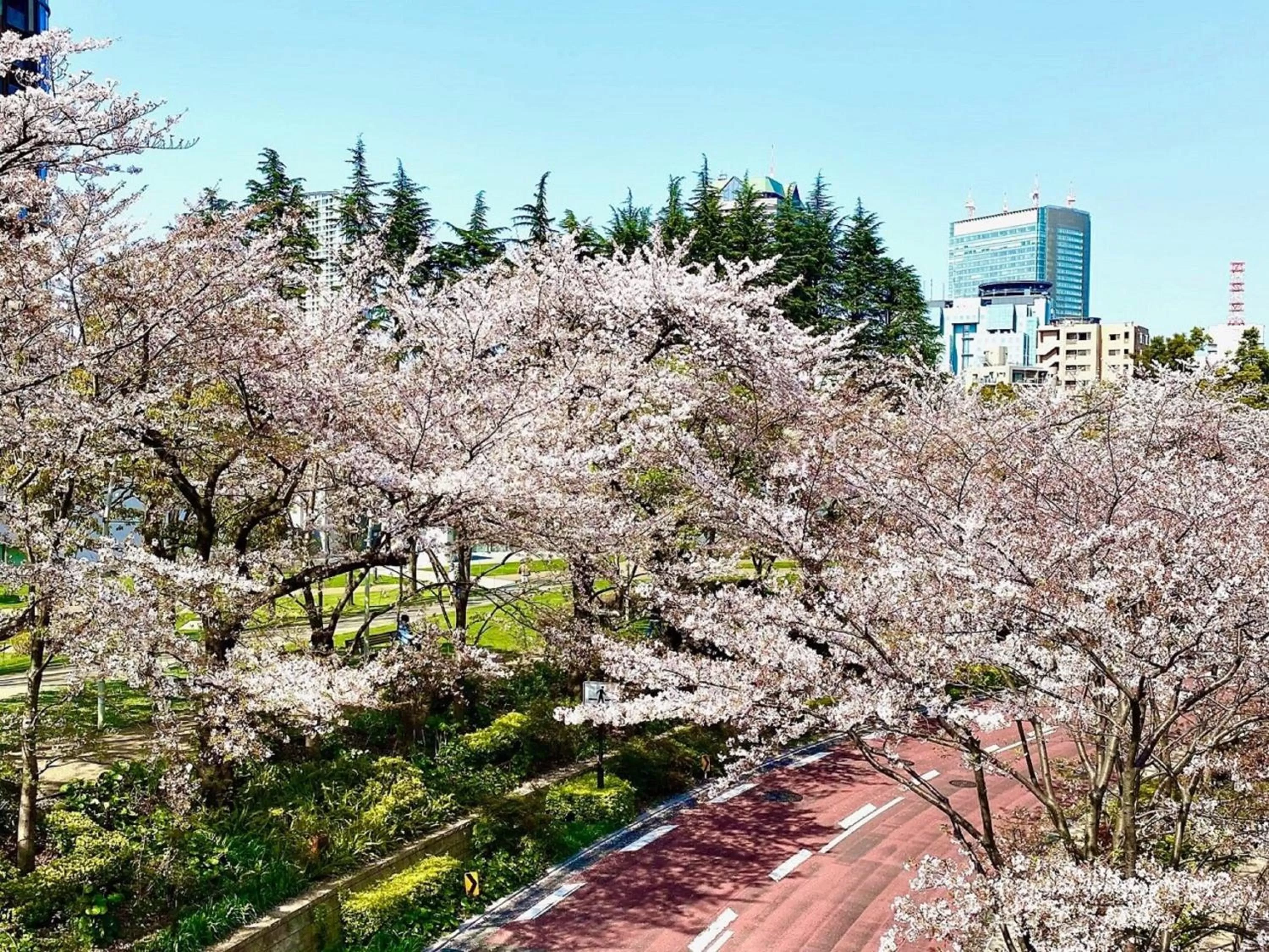 Spring in APA Hotel Roppongi SIX