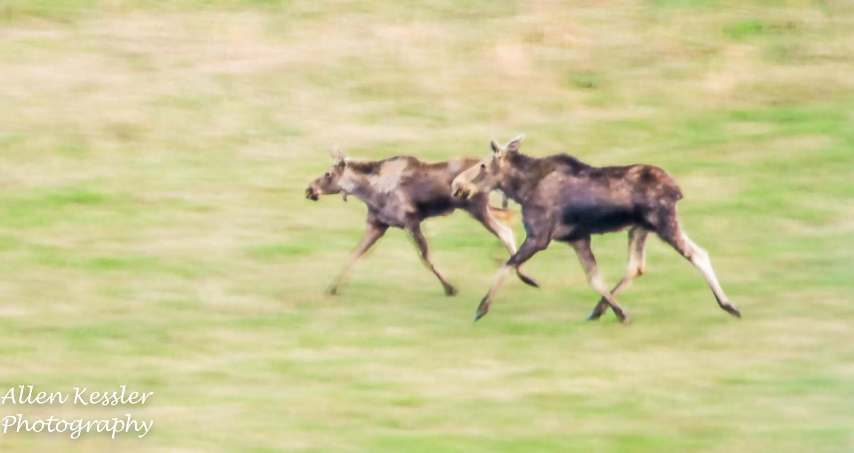 Other Animals in Misty Ridge Retreat B&B