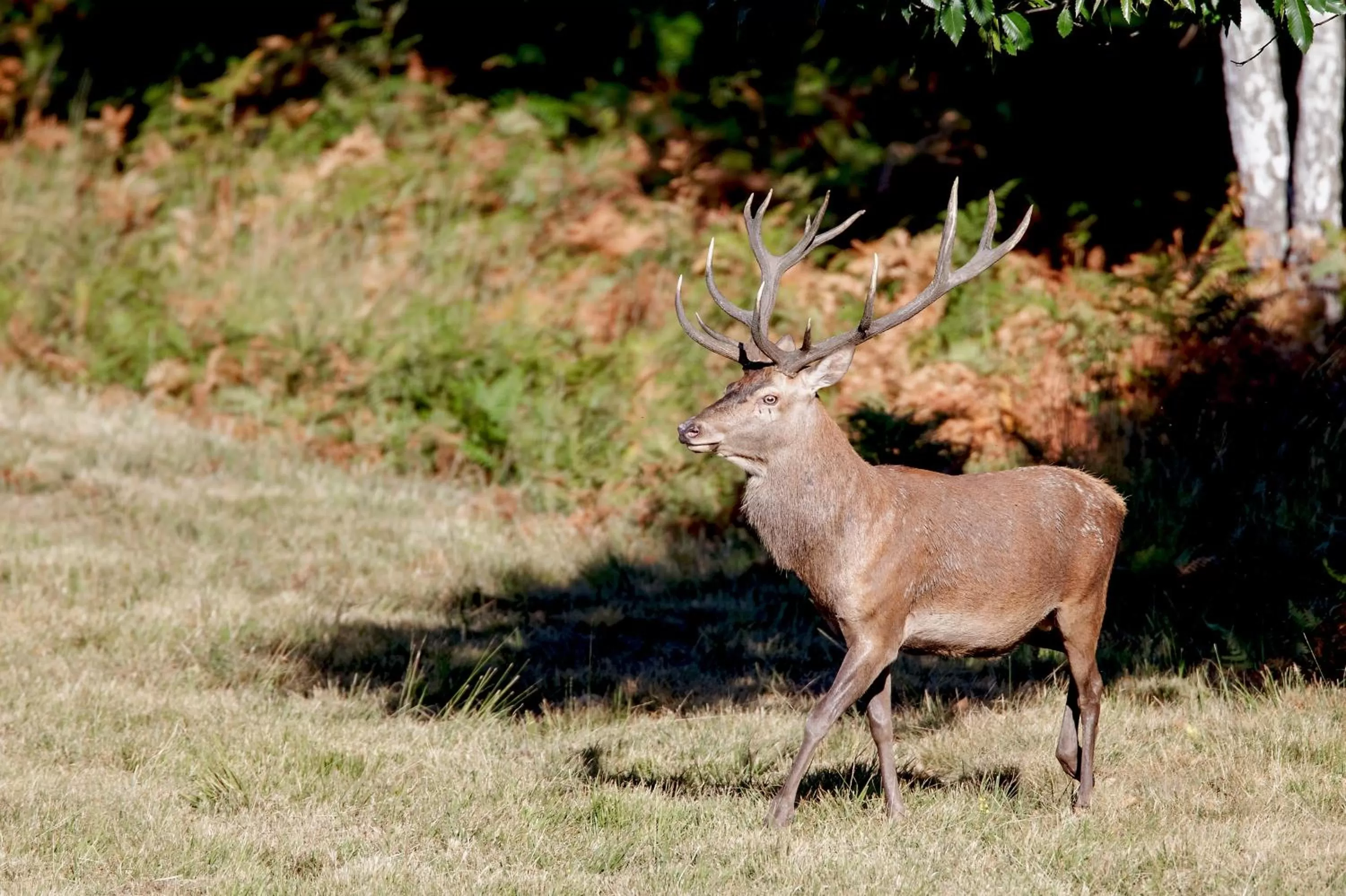 Animals in Chambres et Table d'Hôtes Les Machetières