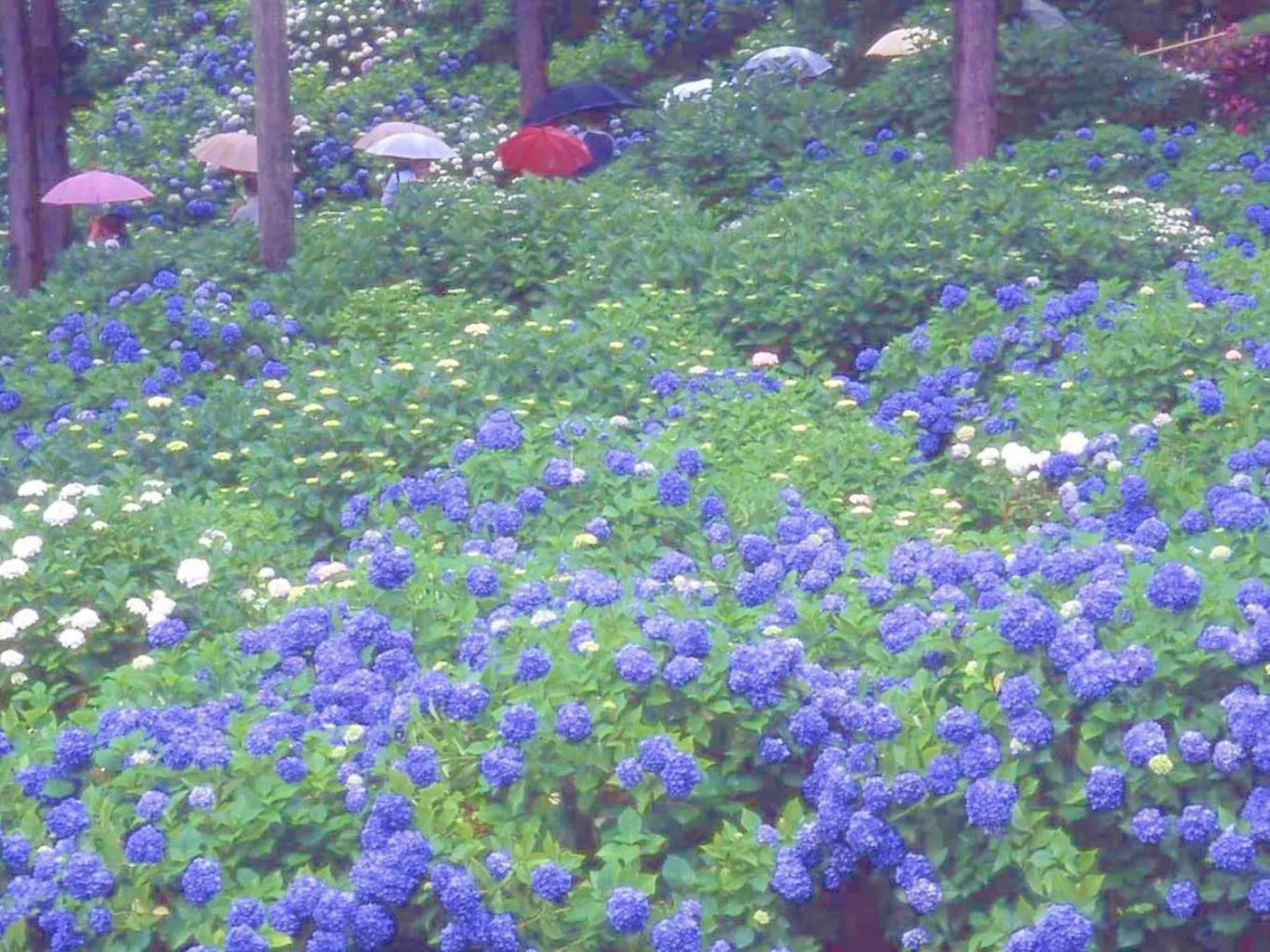 Off site in Hanayashiki Ukifune-en