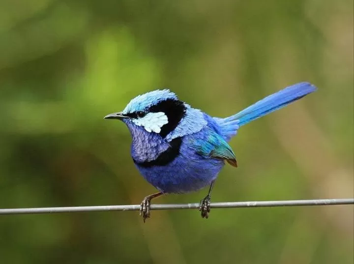 Animals, Other Animals in Dingup House