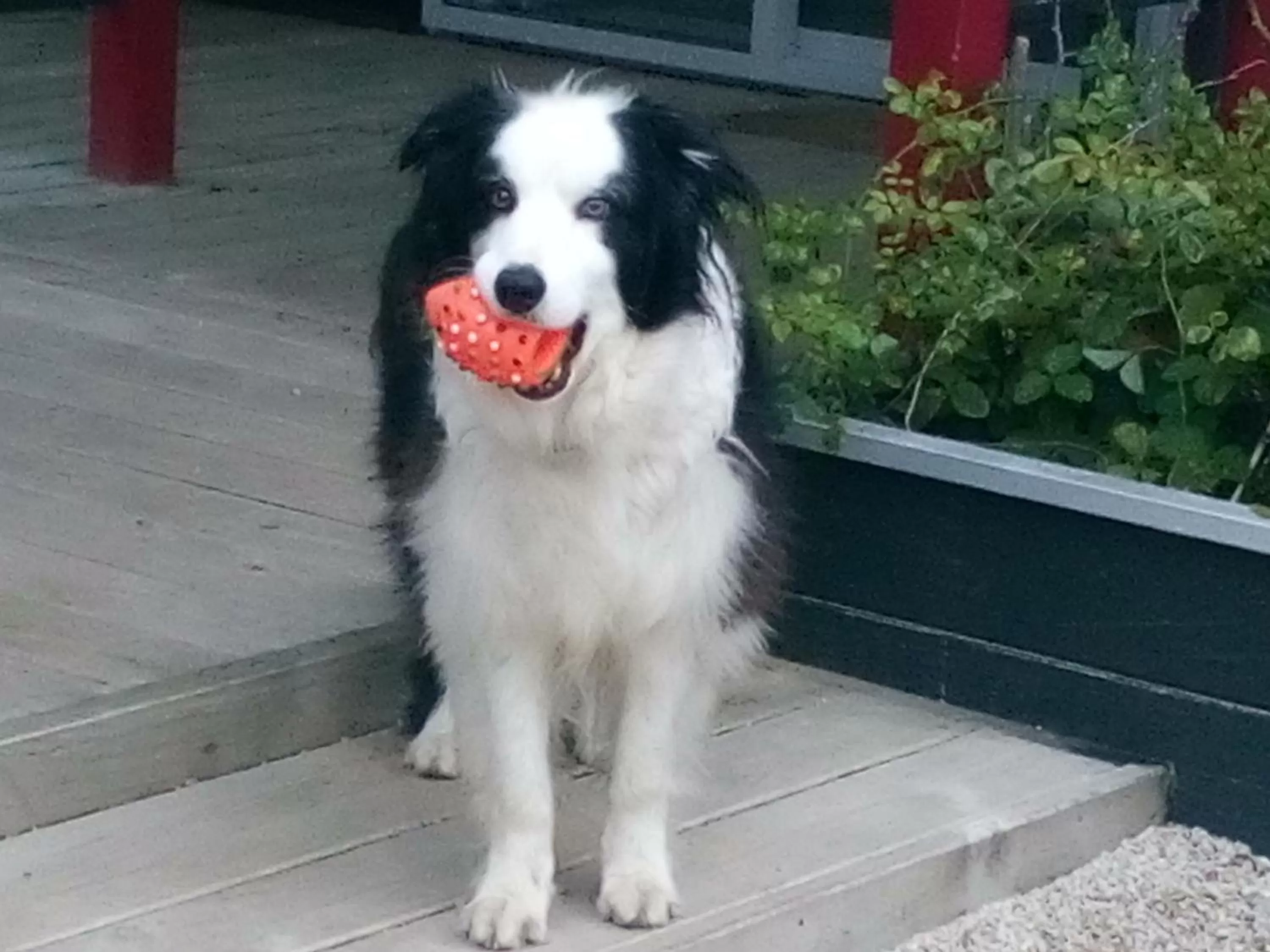 Pets in Mahinapua Retreat B&B