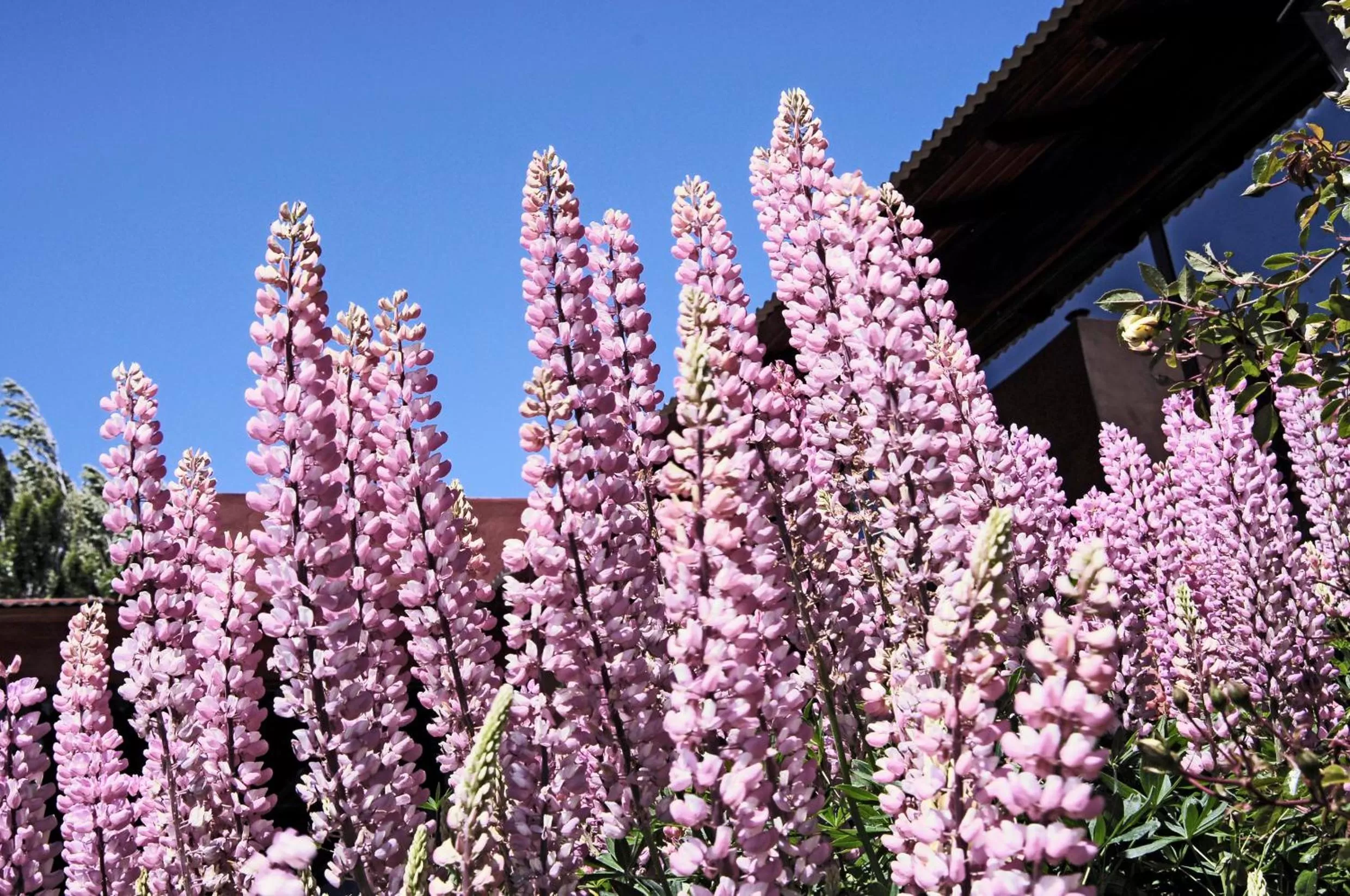 Spring in Hotel Sierra Nevada