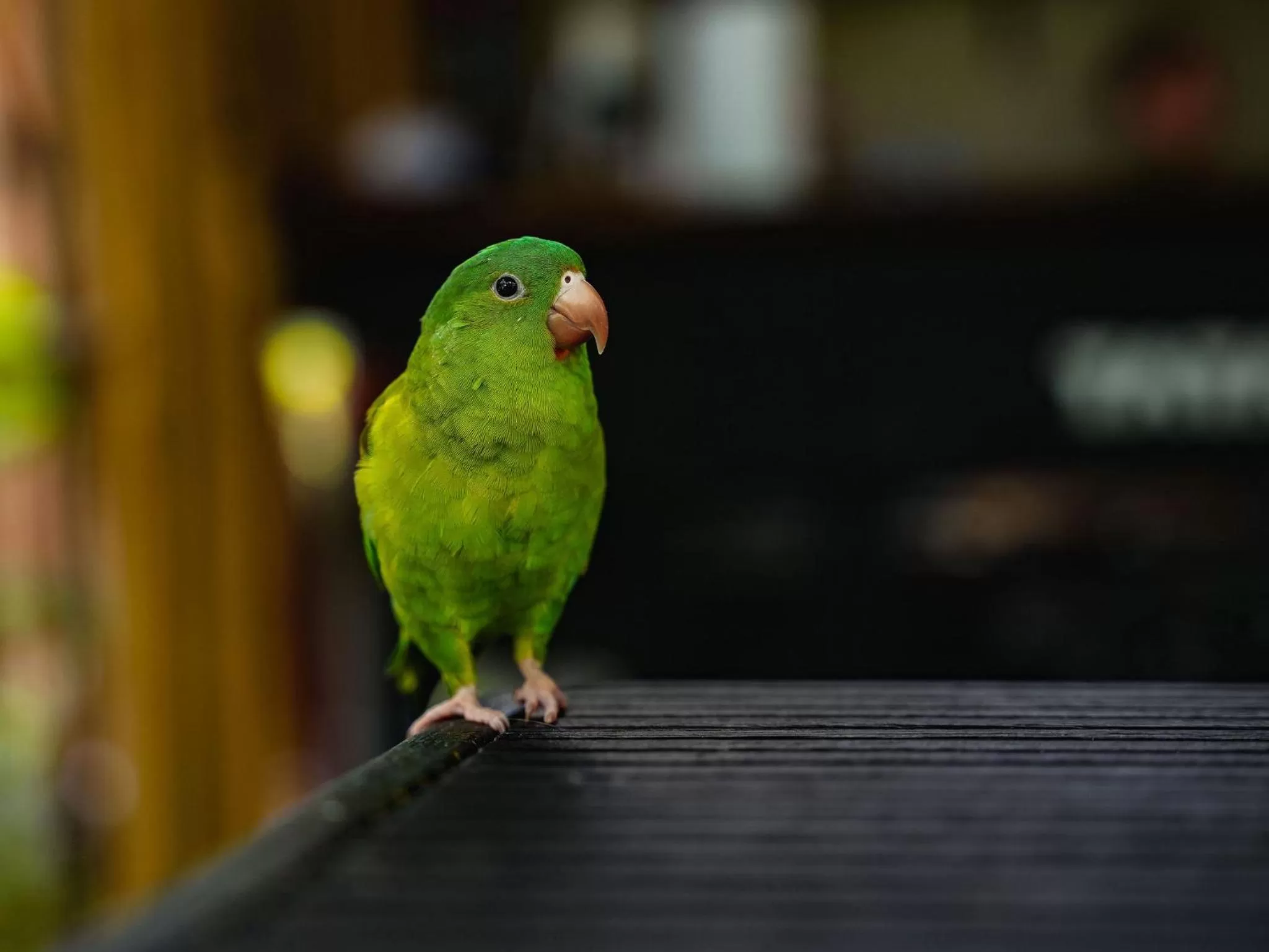 Natural landscape in Saboga Lodge