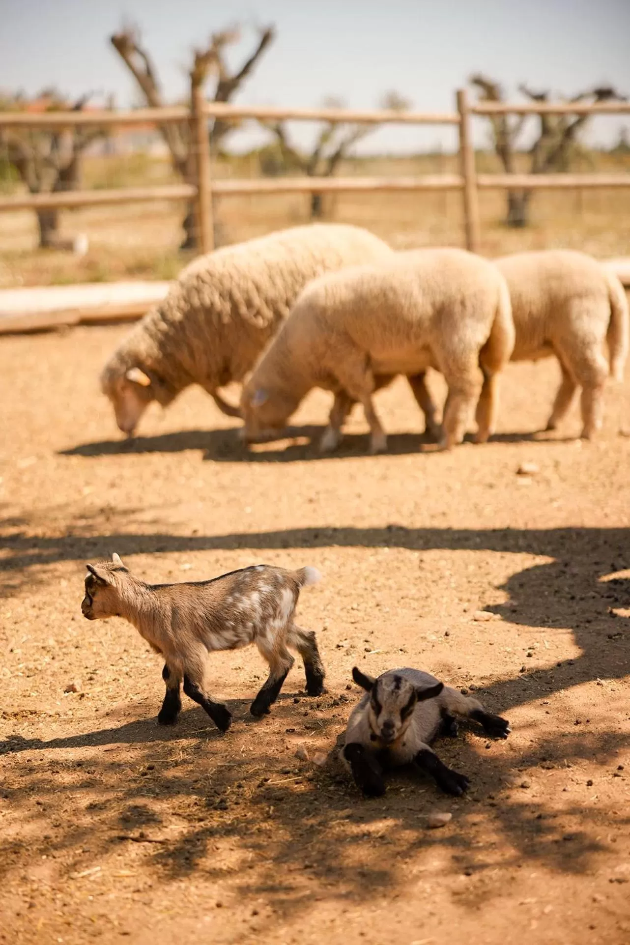 Animals in Octant Evora