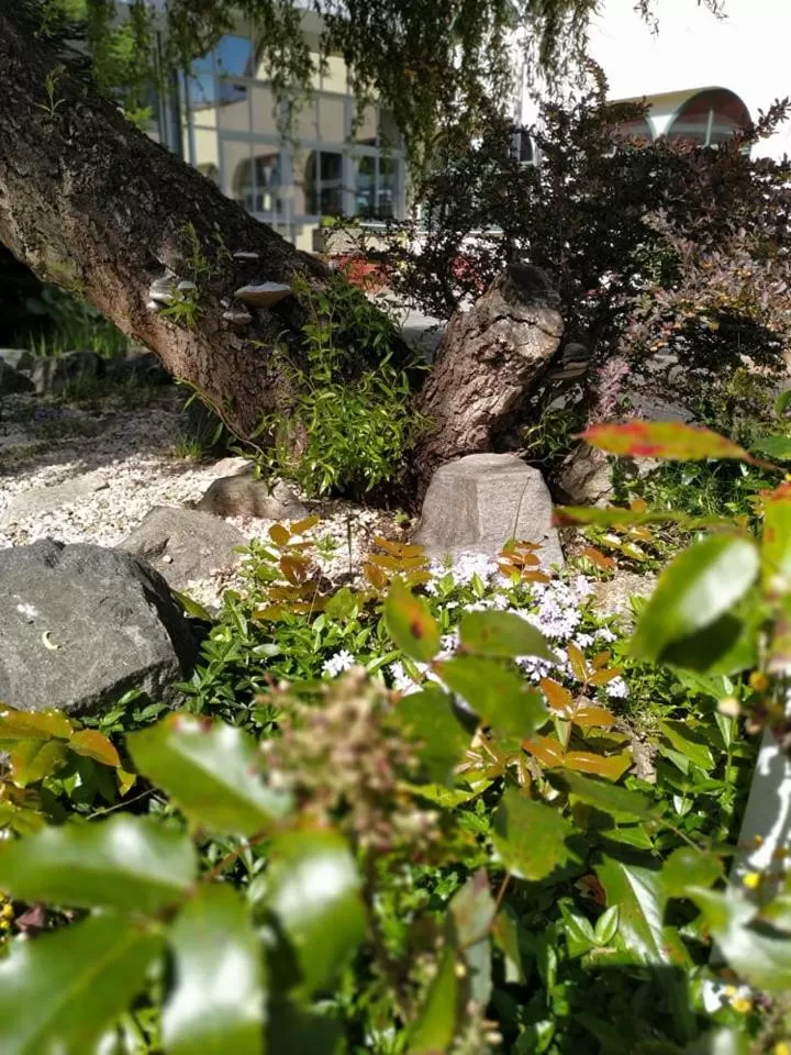 Garden, Other Animals in Motel Vega