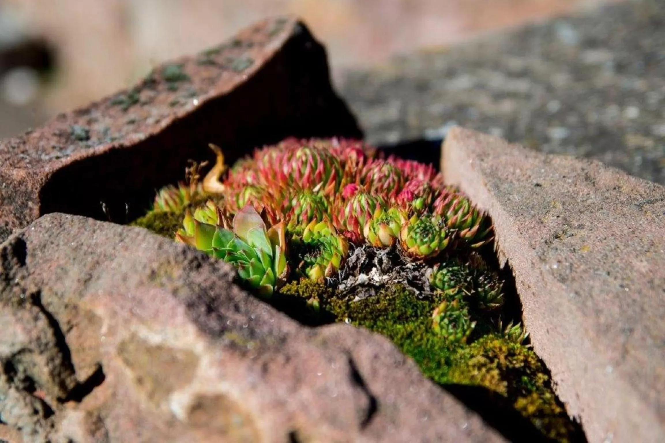 Other, Other Animals in Villa Croatia & Restaurant Adria