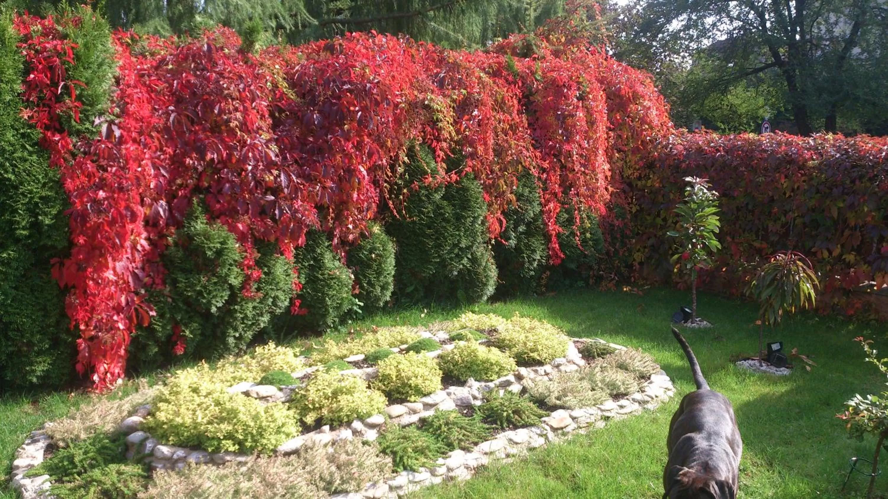 Garden view in Hotel Alfa