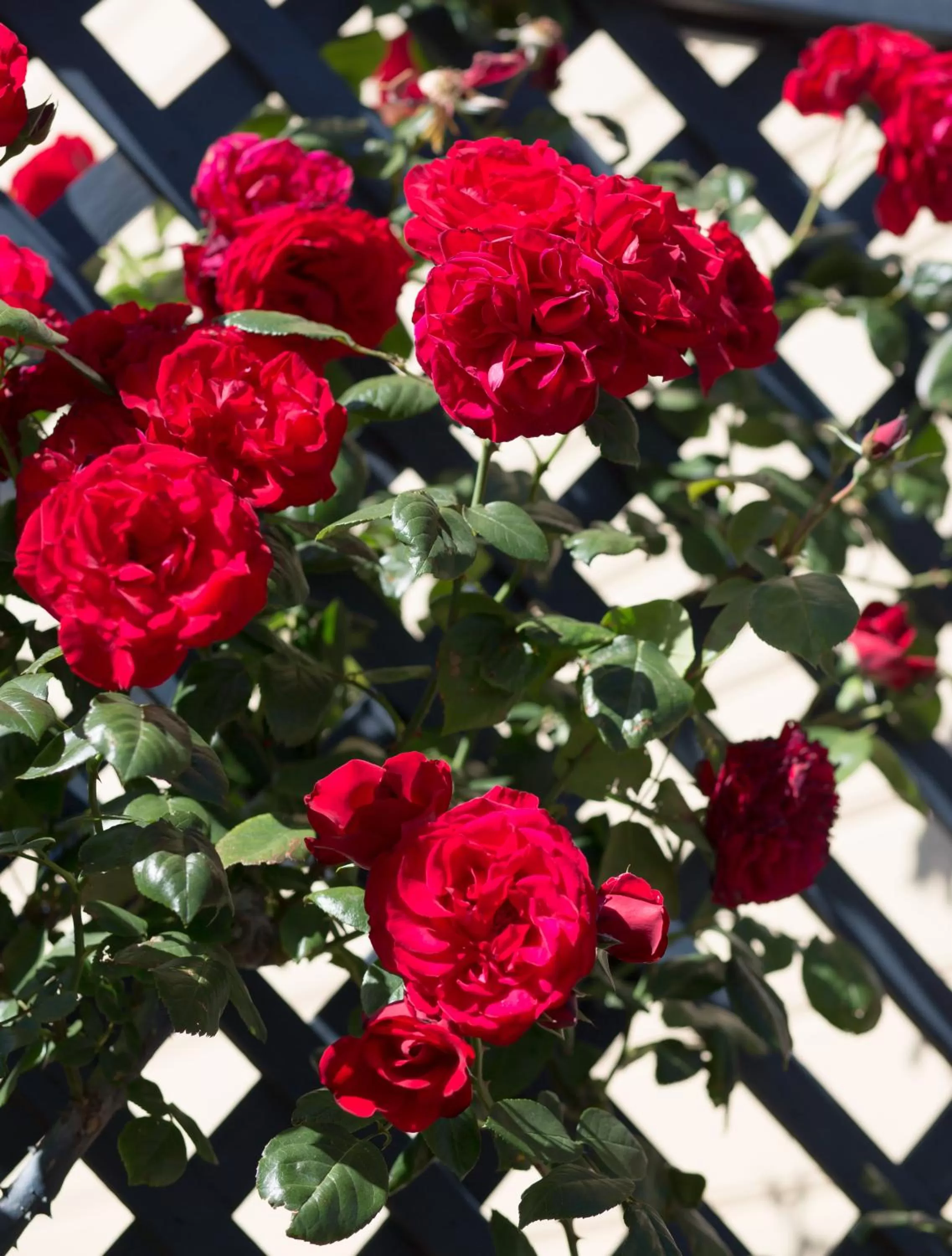 Garden in Willows Motel