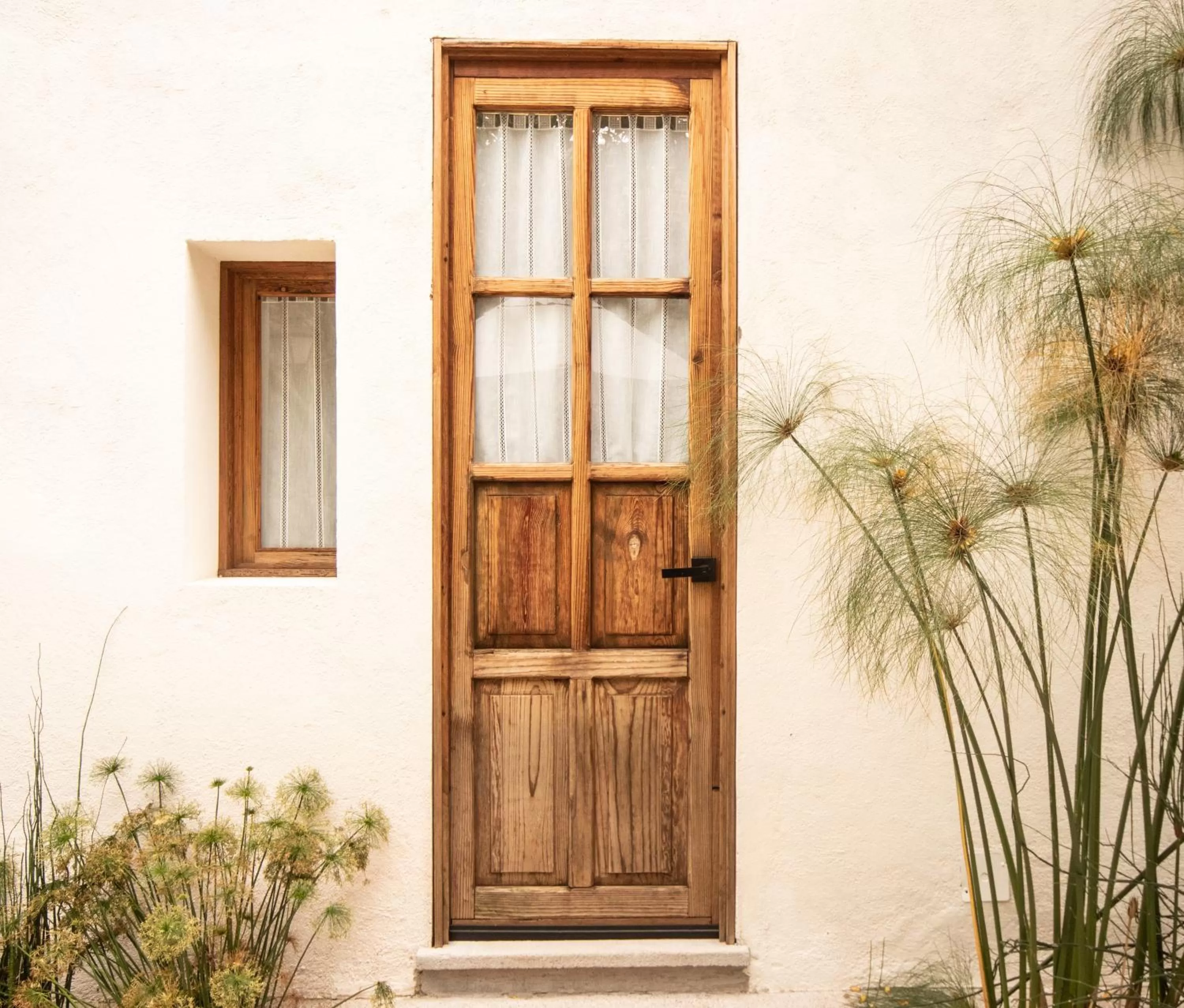 Day in Orchid House San Miguel de Allende