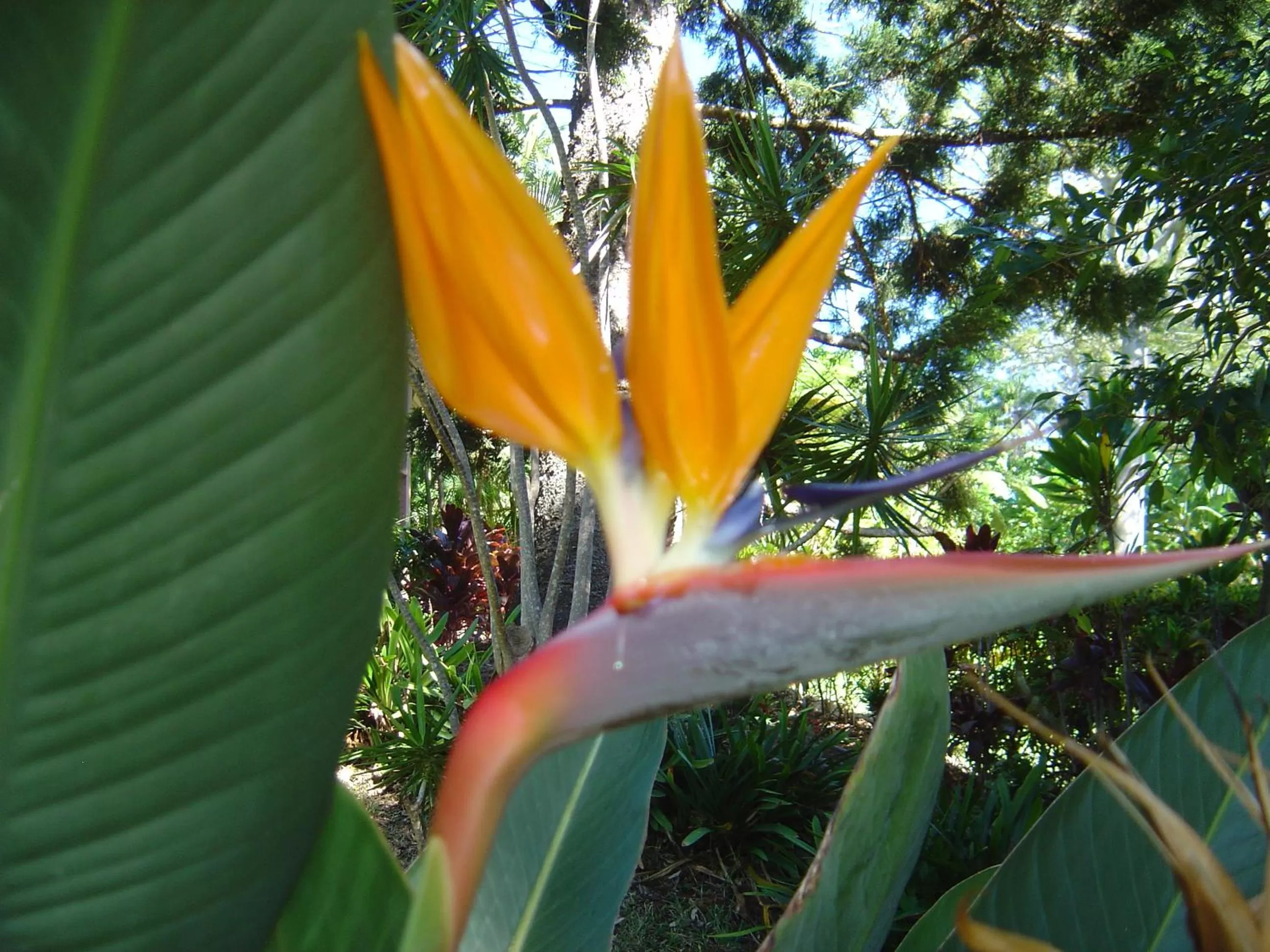 Garden in Sensom at Sapphire - Adults only B&B