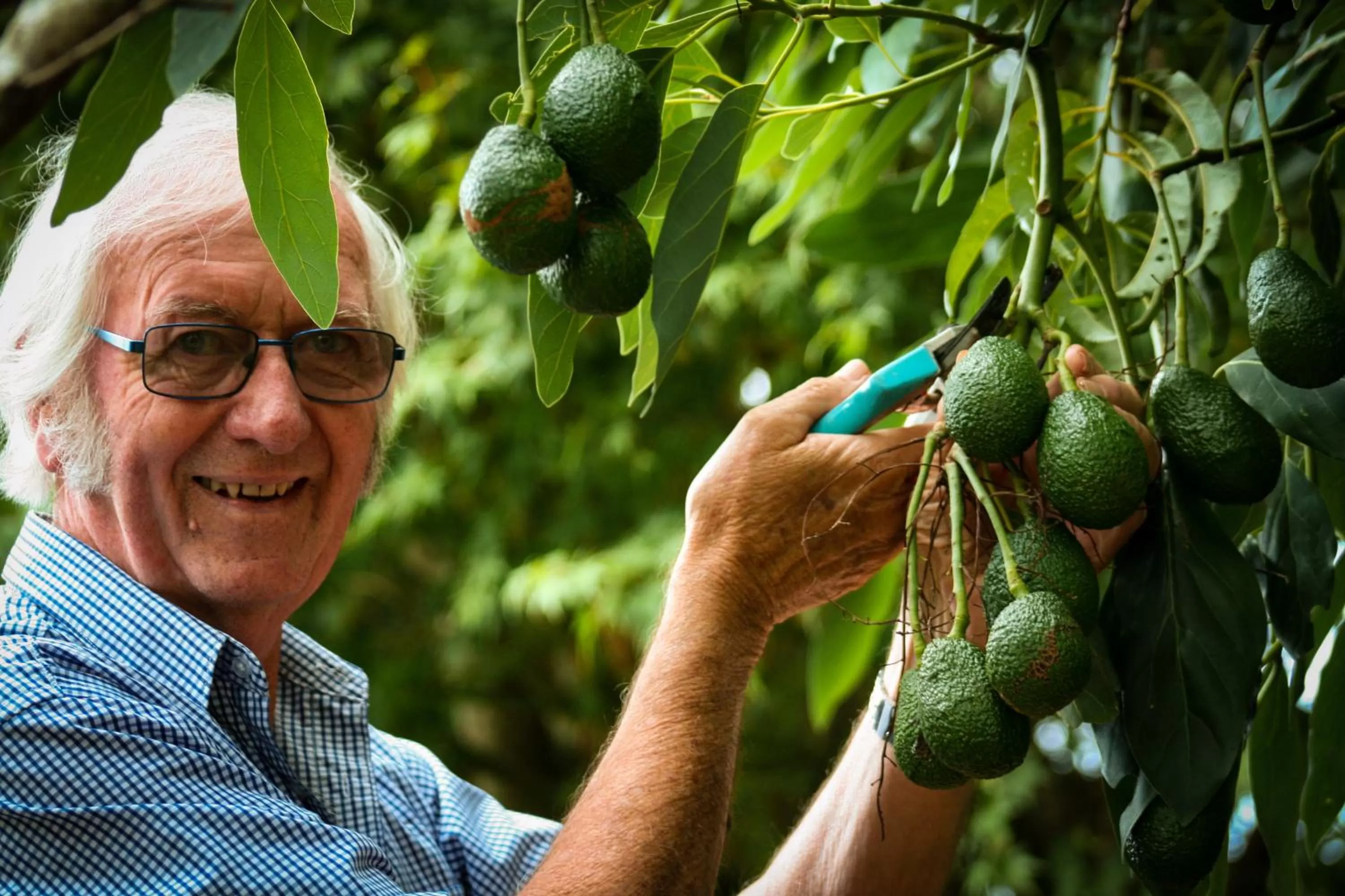 Garden, Other Animals in Paeroa bed and breakfast