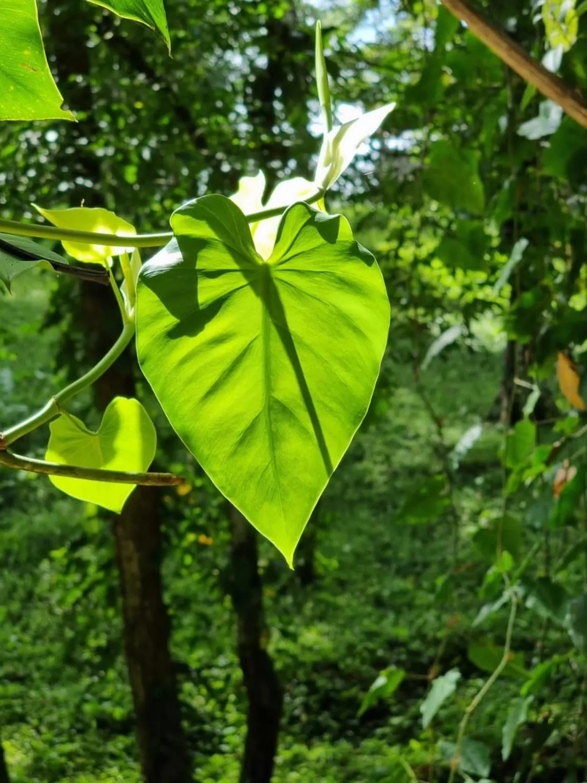Garden in Bird Island Bungalows