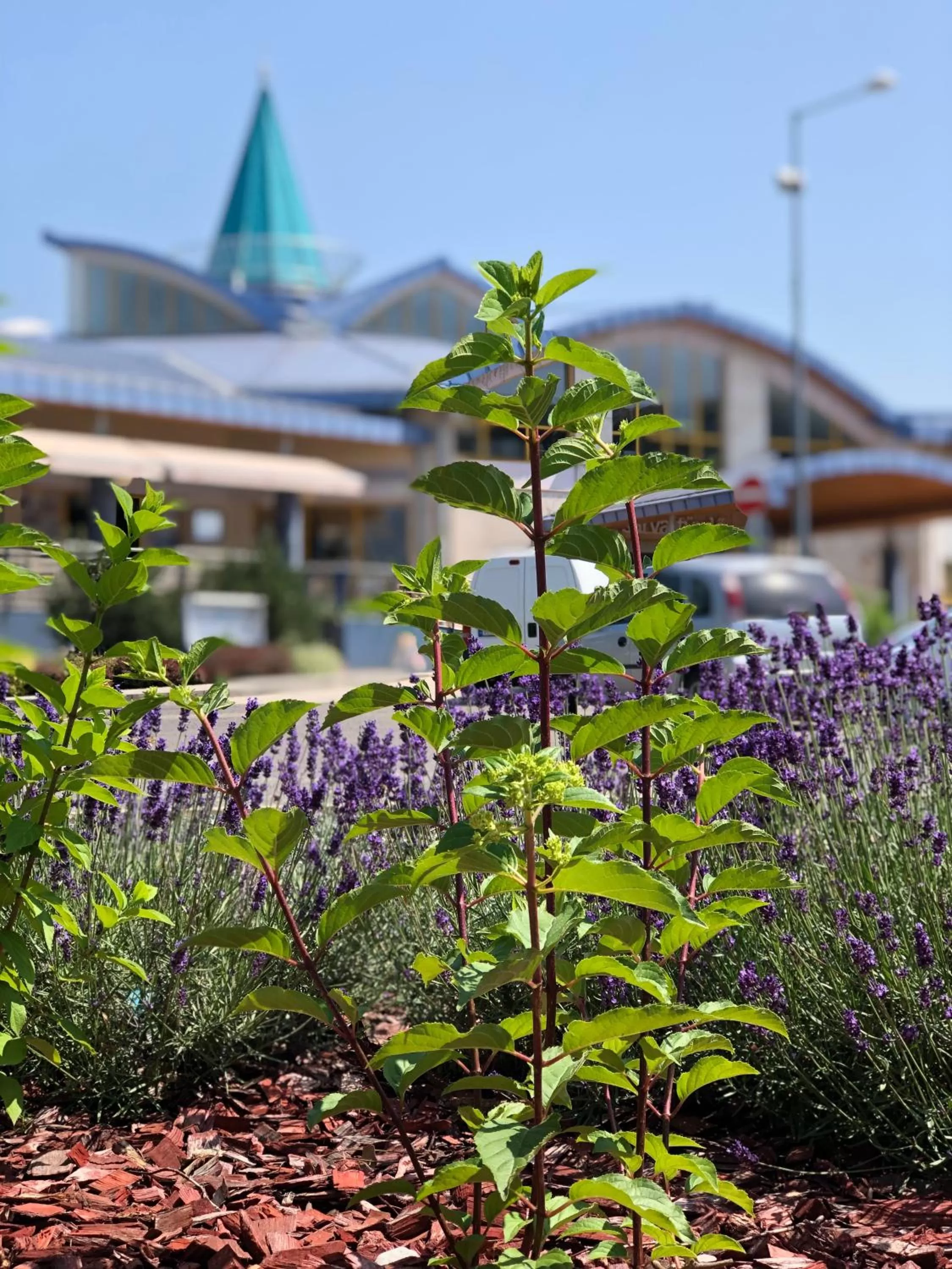 Spring, Property Building in Harmónia Hotel Sárvár
