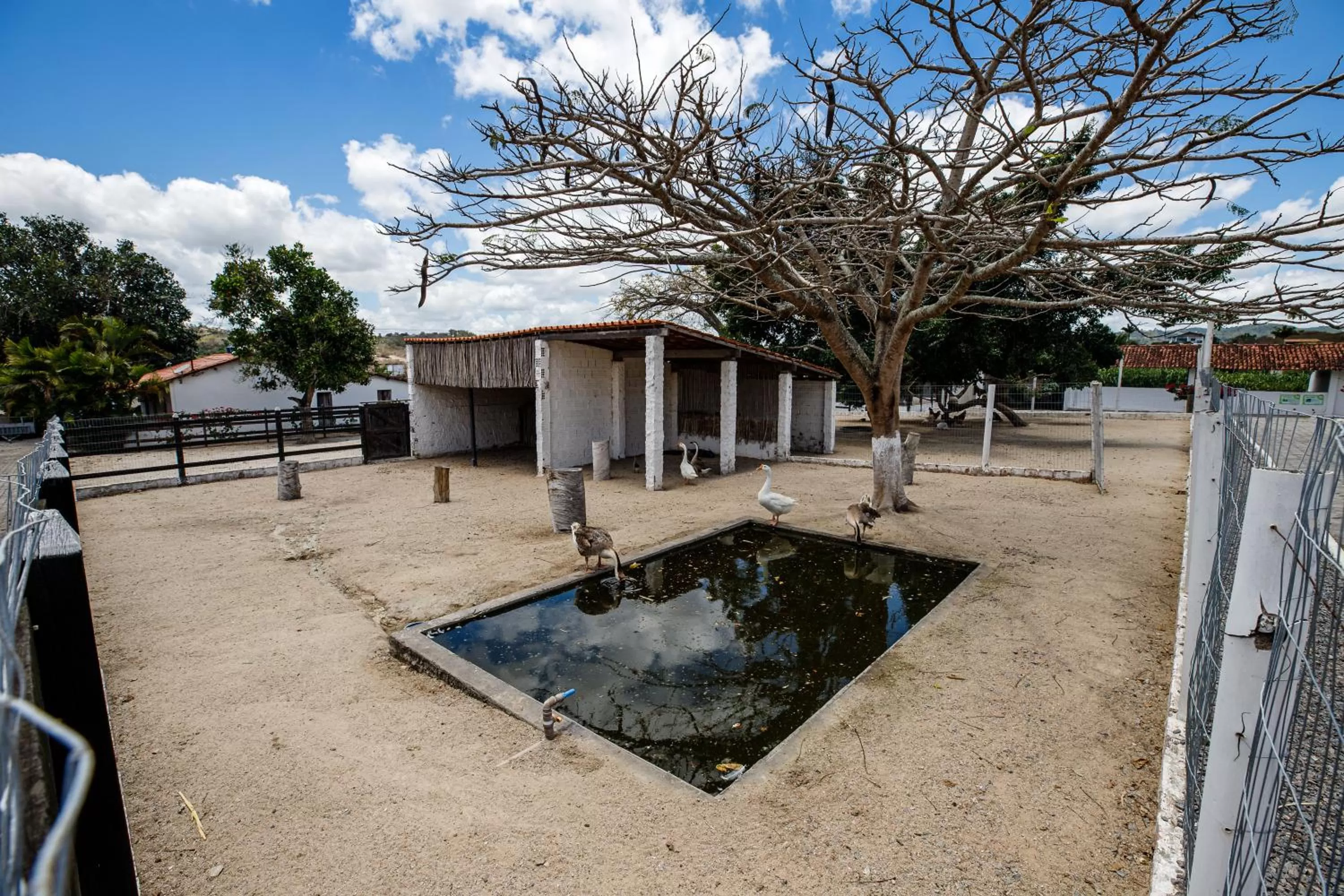 Animals, Property Building in Villa Hípica Resort