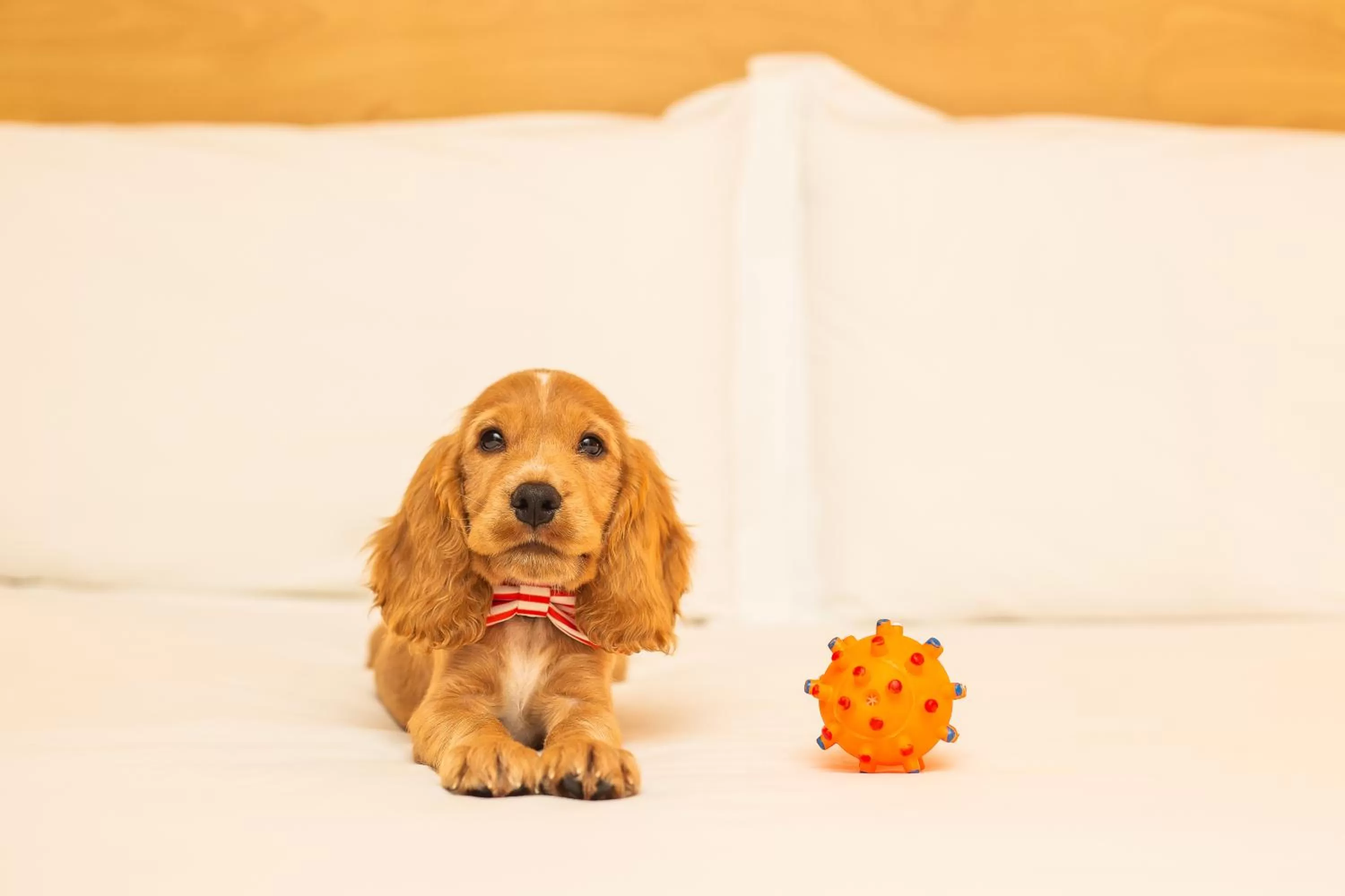 Pets in ibis Porto Alegre Moinhos de Vento