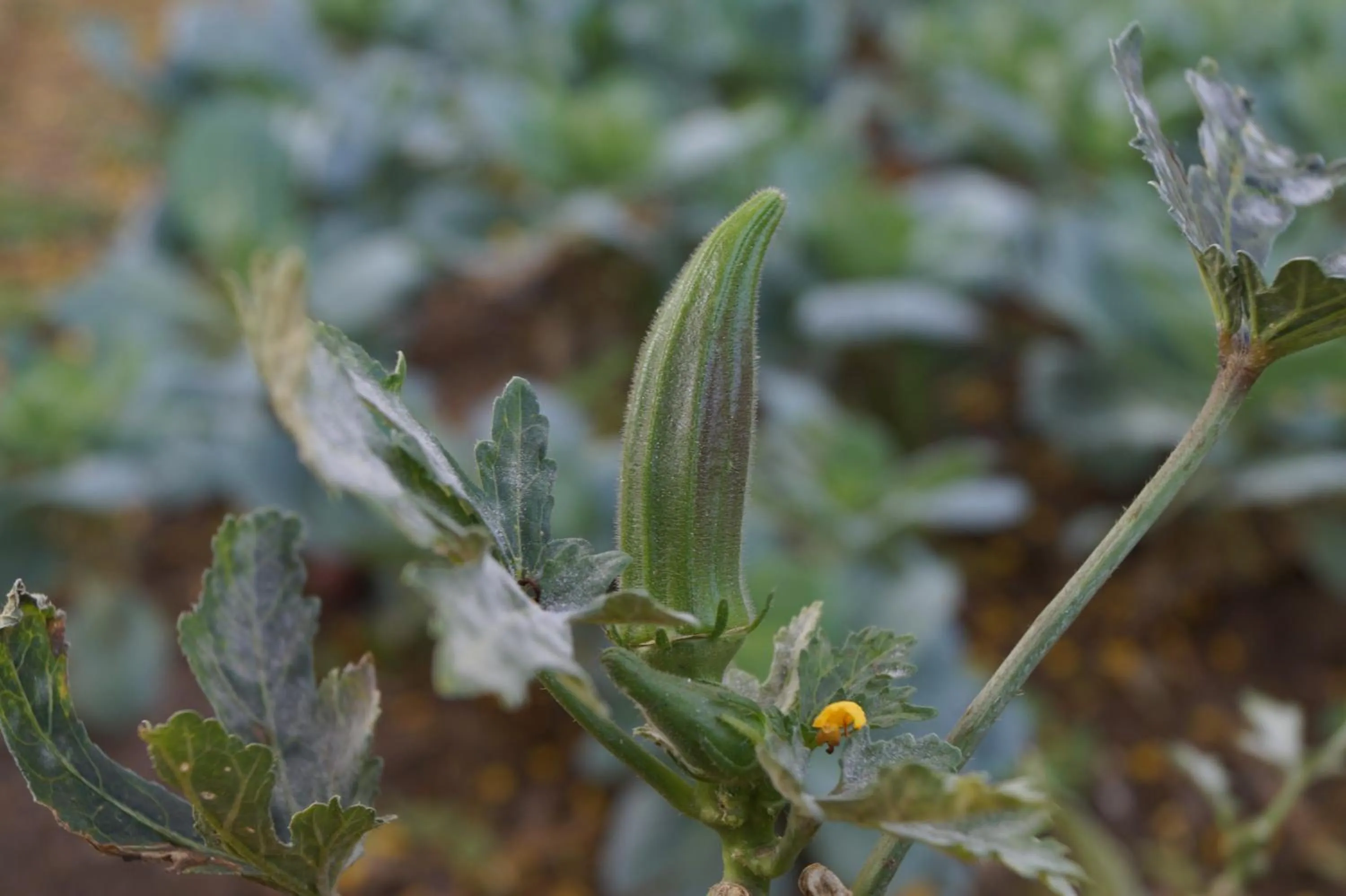 Natural landscape in Ambassador Ajanta Hotel, Aurangabad