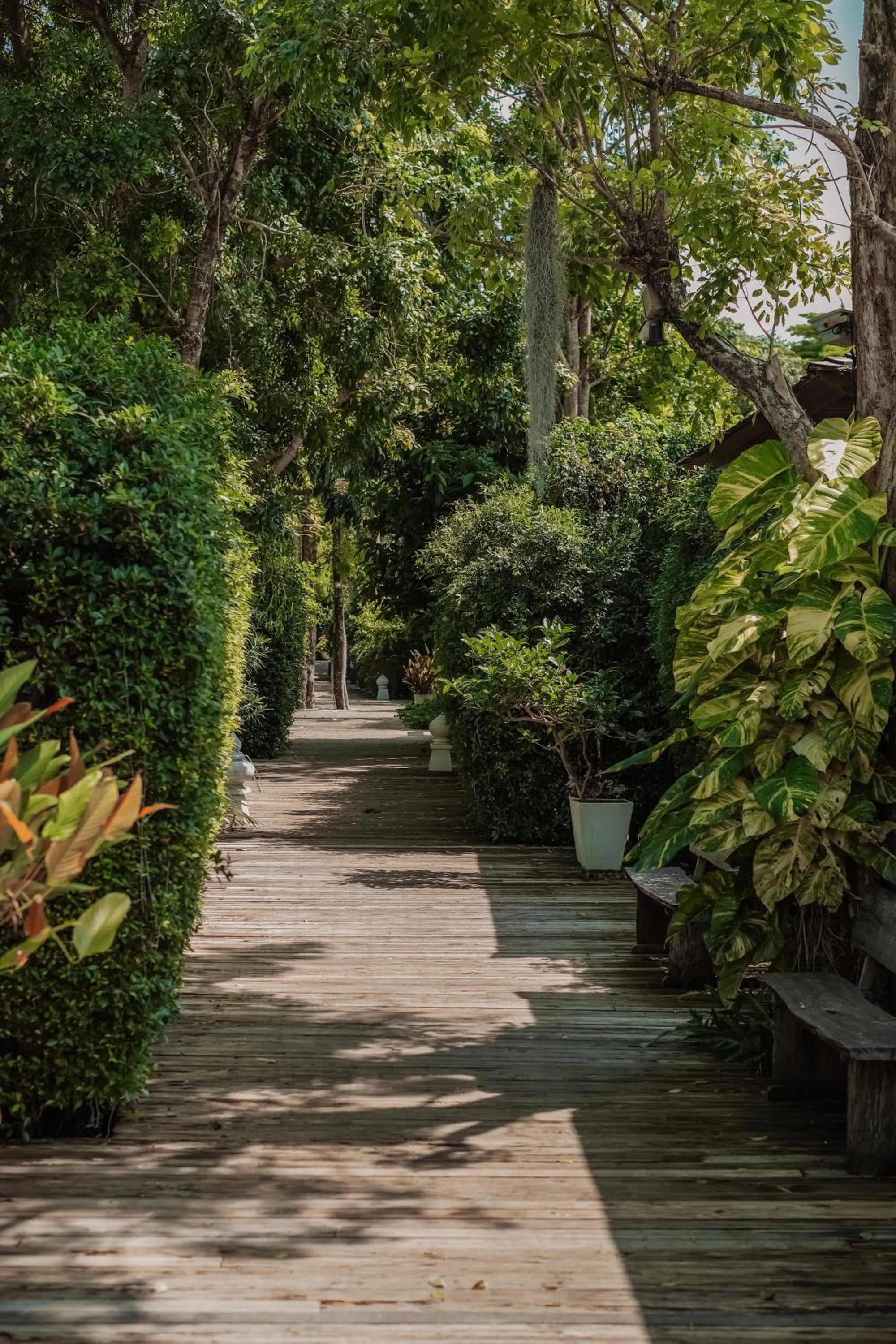 Natural landscape in Tango Luxe Beach Villa, Koh Samui