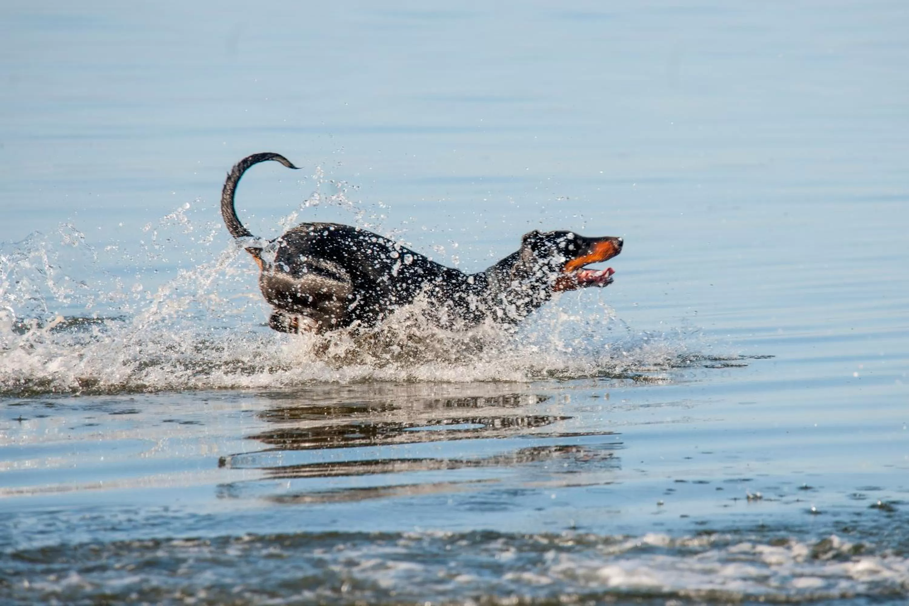 Beach, Other Animals in Panoramic Blue B&B