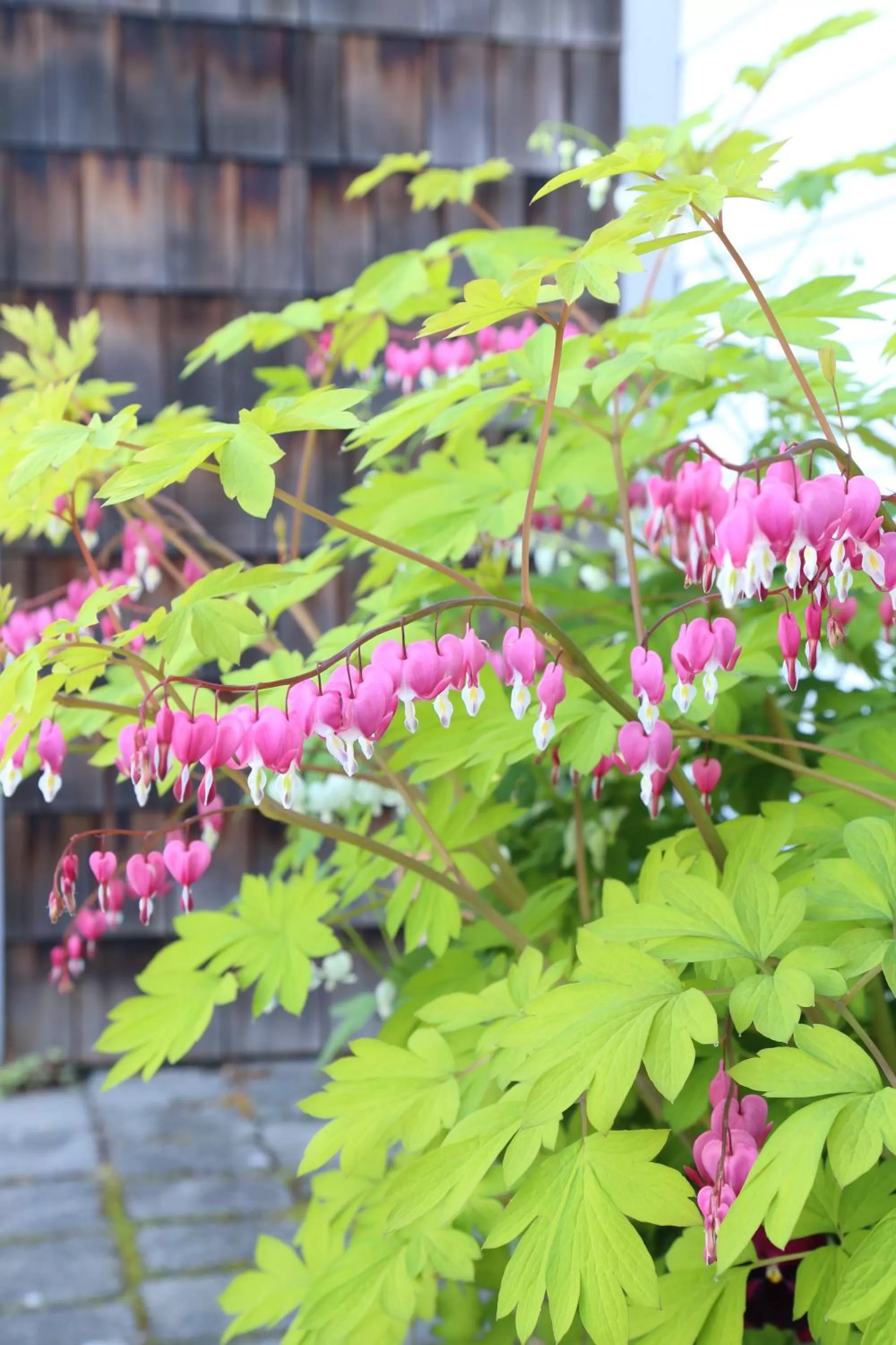 Garden in Bird Rock Hotel