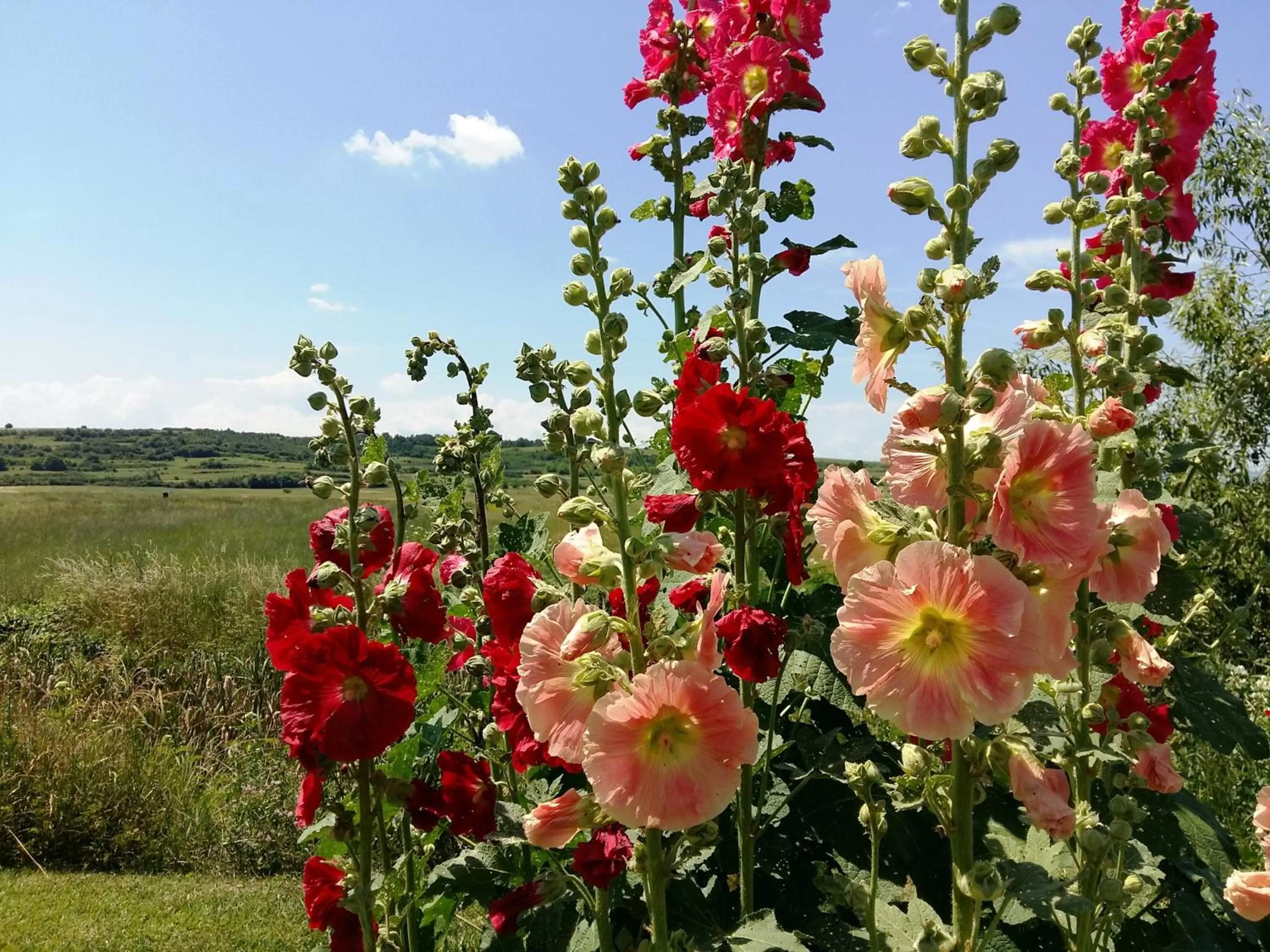 Garden in Hotel Gracanica