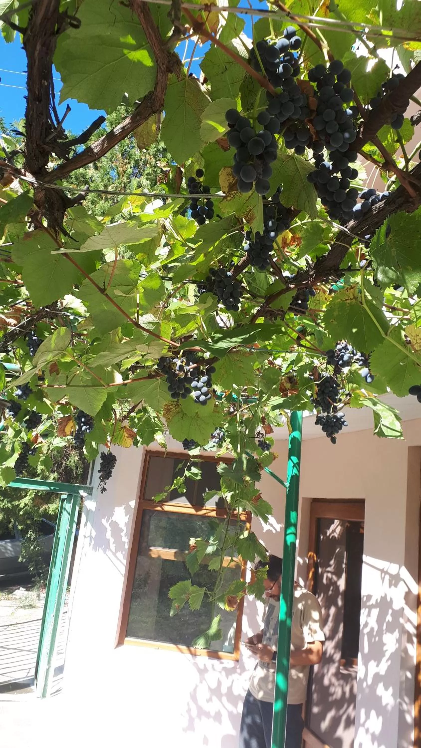 Garden view in IRIS B&B in DEBED CANYON