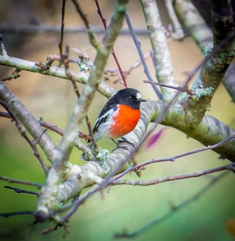 Animals, Other Animals in Dingup House